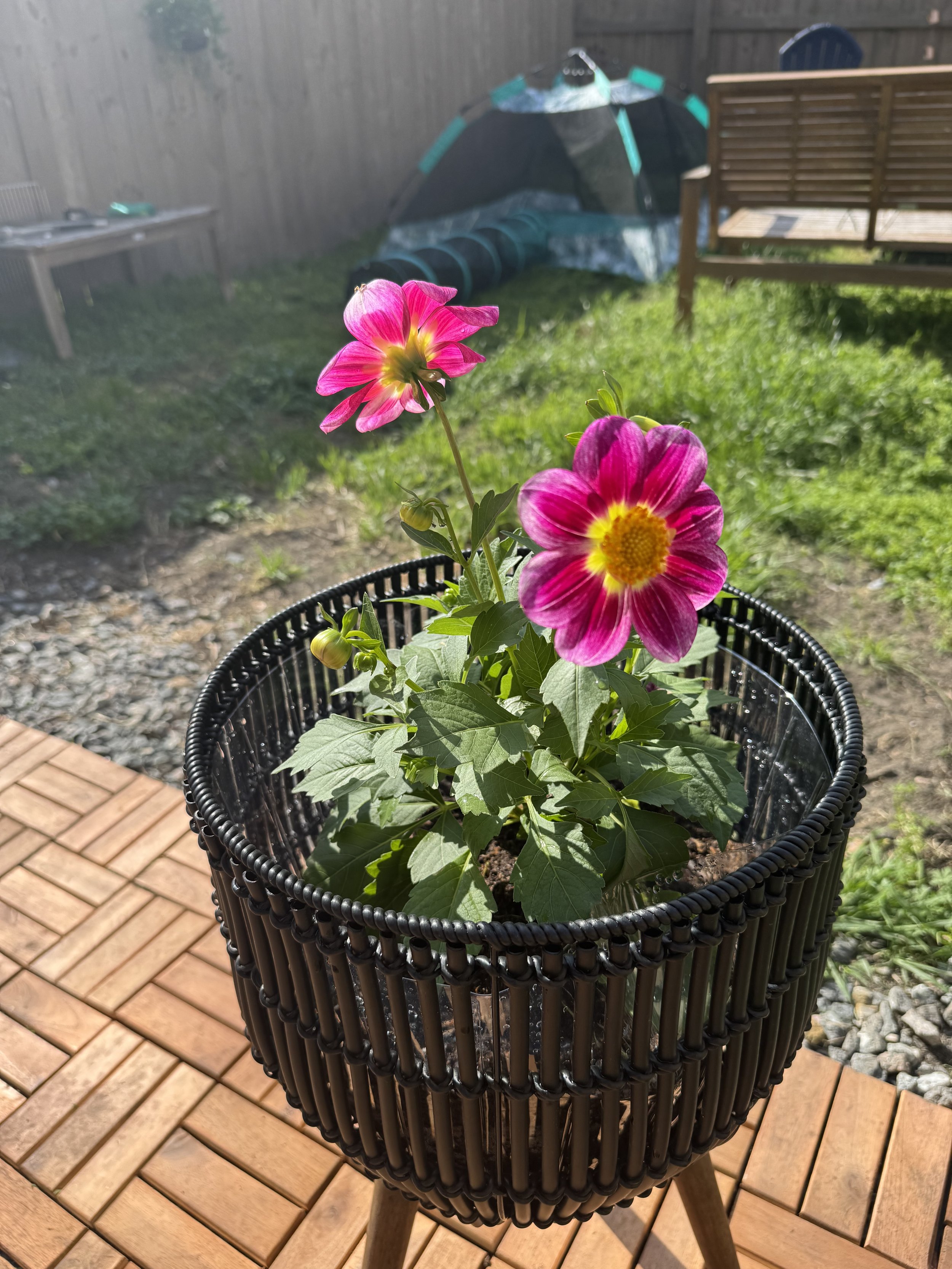 the little joys that carry us