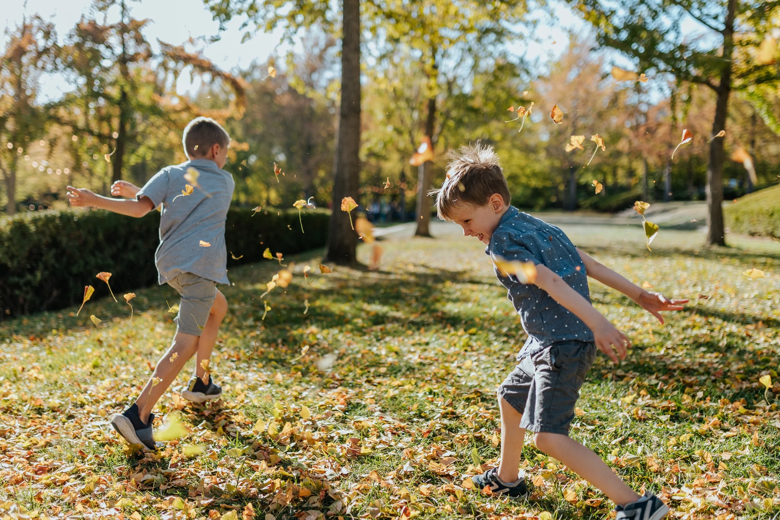 Two young brothers play in the yellow fall leaves together on the lawn of the Nelson-Atkins Museum of Art during a fall family photo session in Kansas City, MO.