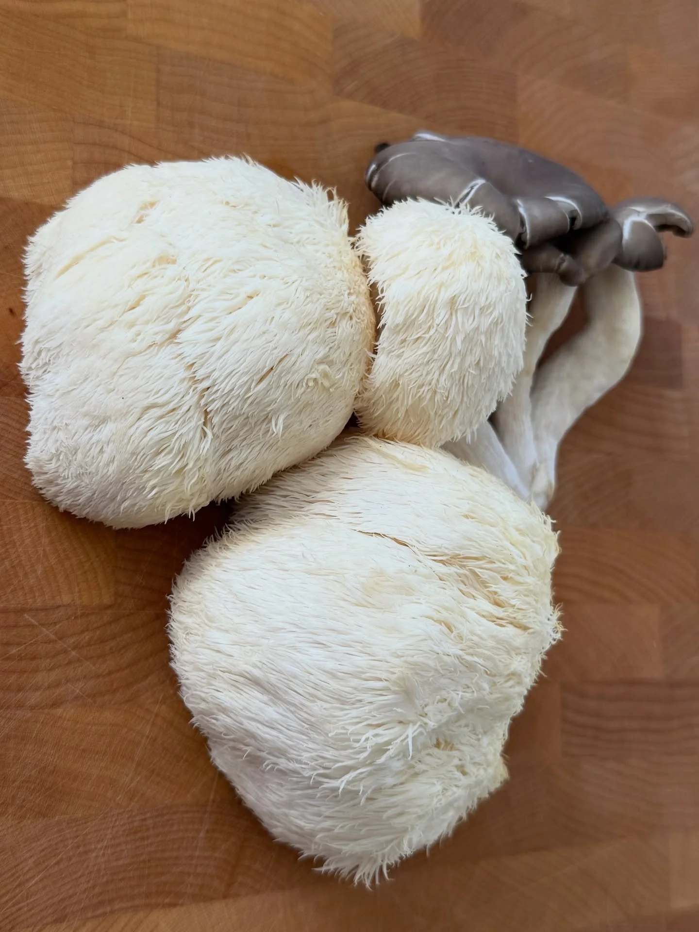 Support your brain AND your gut with Lion&rsquo;s Mane 🍄✨

Ever seen a lion&rsquo;s mane mushroom? These beautiful white, fluffy mushrooms look almost otherworldly&mdash;and their benefits are just as impressive.

If you&rsquo;ve been struggling wit