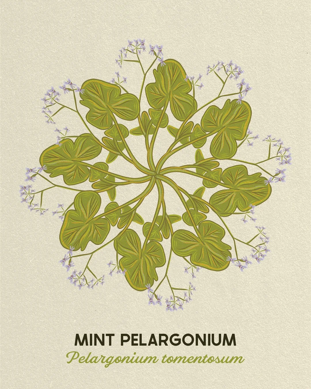 MintPelargonium.jpeg
