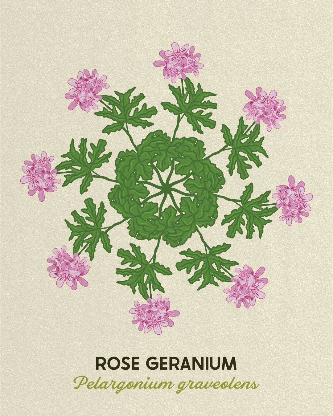 RoseGeranium.jpeg