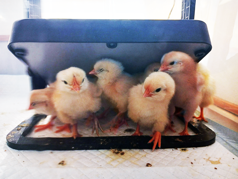 From Egg to Chick: Hands-On Learning at Pinegrove Kindergarten