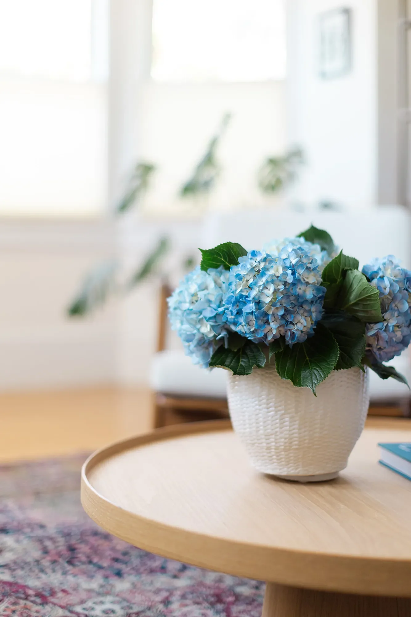 A potted blue hydrangea plant in a white vase sits atop a wooden coffee table in a brightly lit room, with a white chair in the background.