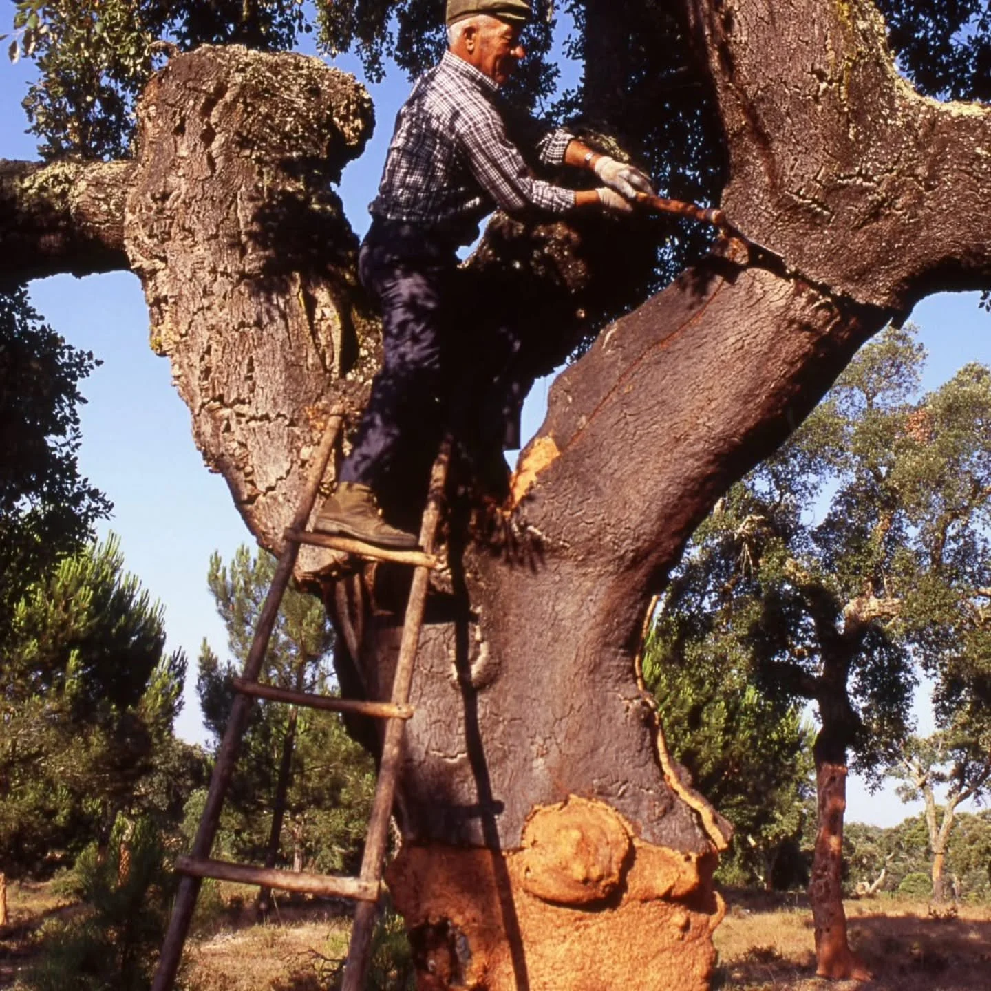 Great to see the origin of most of the lovely @muratto.wall sustainable products is the lovely cork oak tree. A Portuguese Uncle - such as the one shown here - harvests the bark from the tree every 9 years - which doesn't injure the tree!  A cork oak