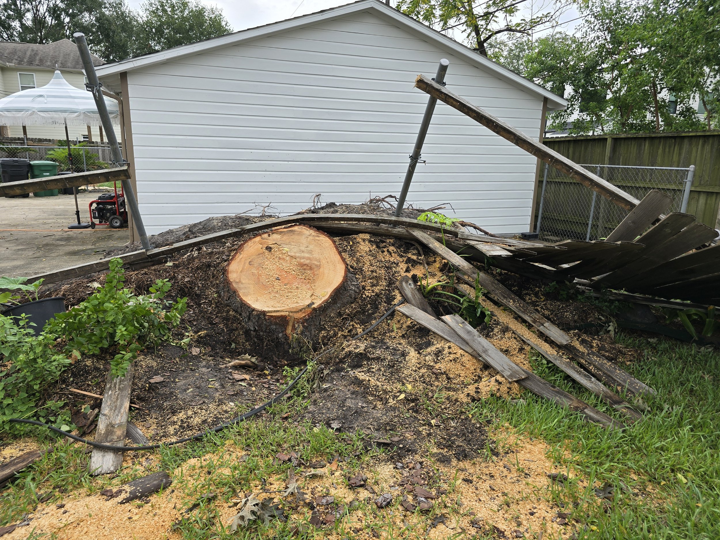 Stump grinding Oak tree