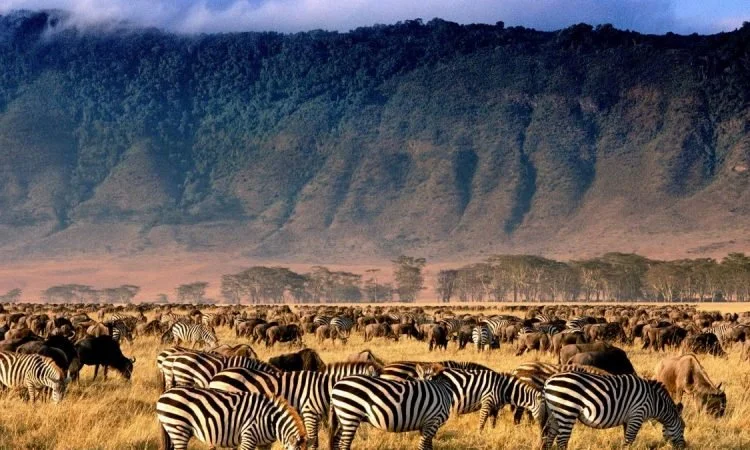 ngorongoro small.jpg