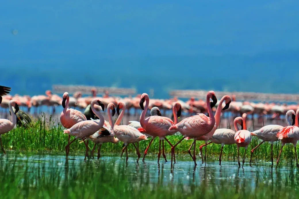 10 Lake Nakuru