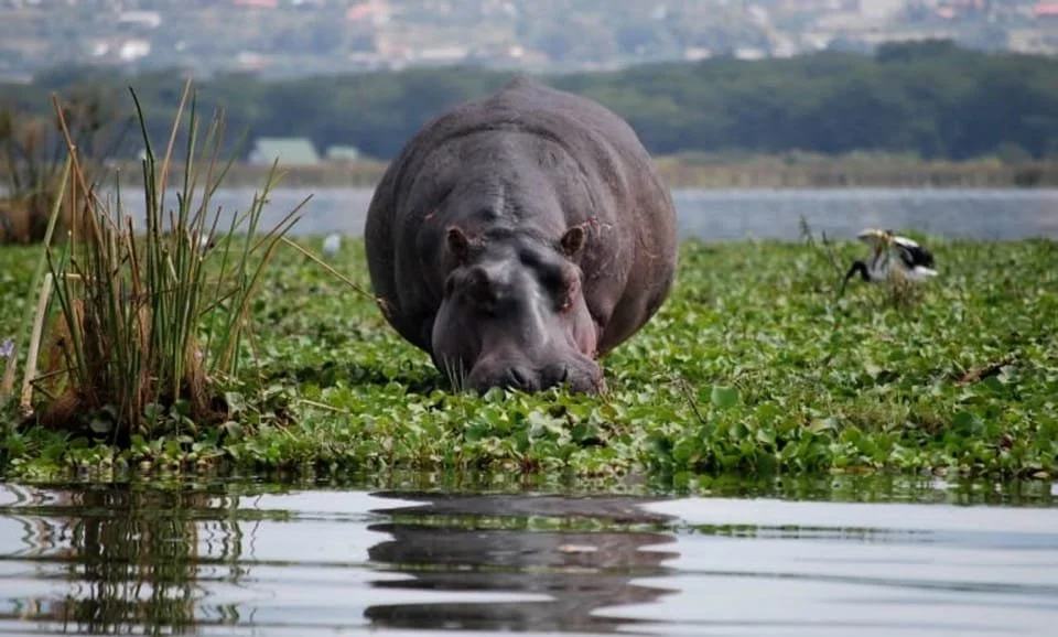 9 Lake Naivasha