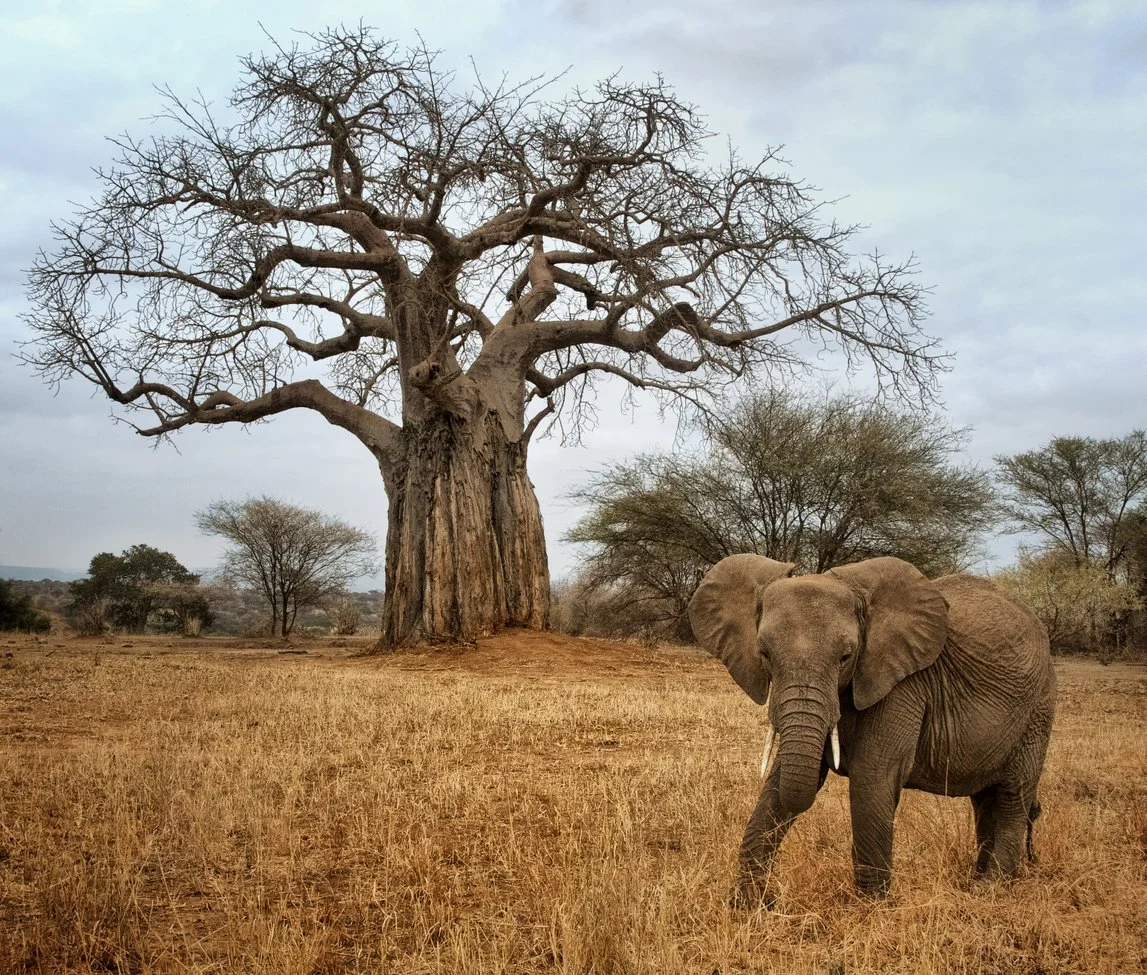 tarangire baobaob.jpg