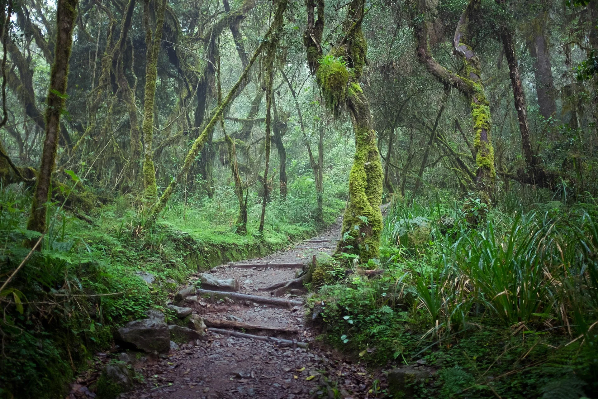 kilimanjaro hike.jpg