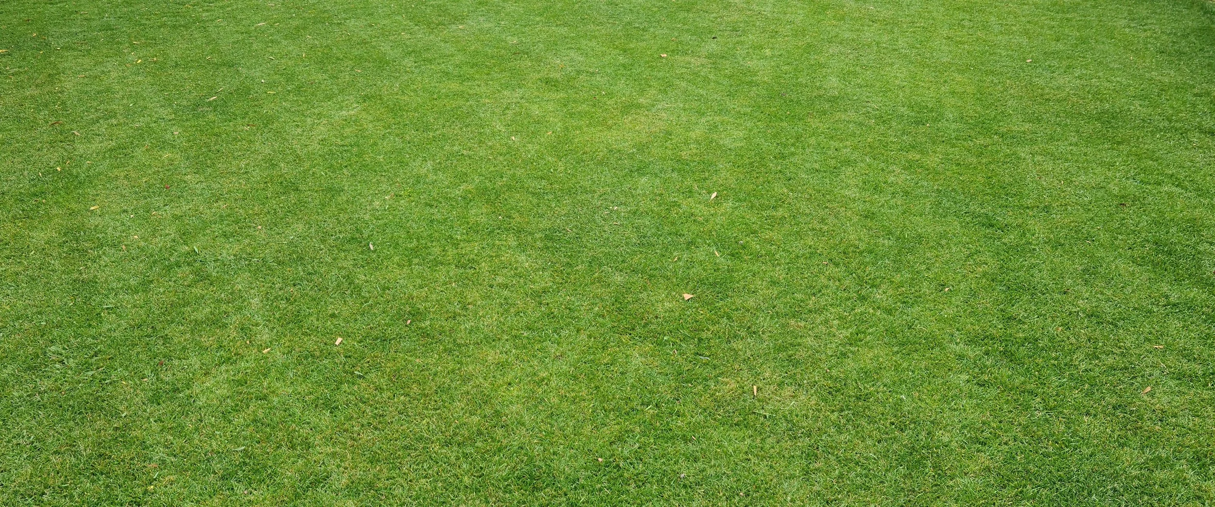 Green grassy lawn with small scattered leaves.