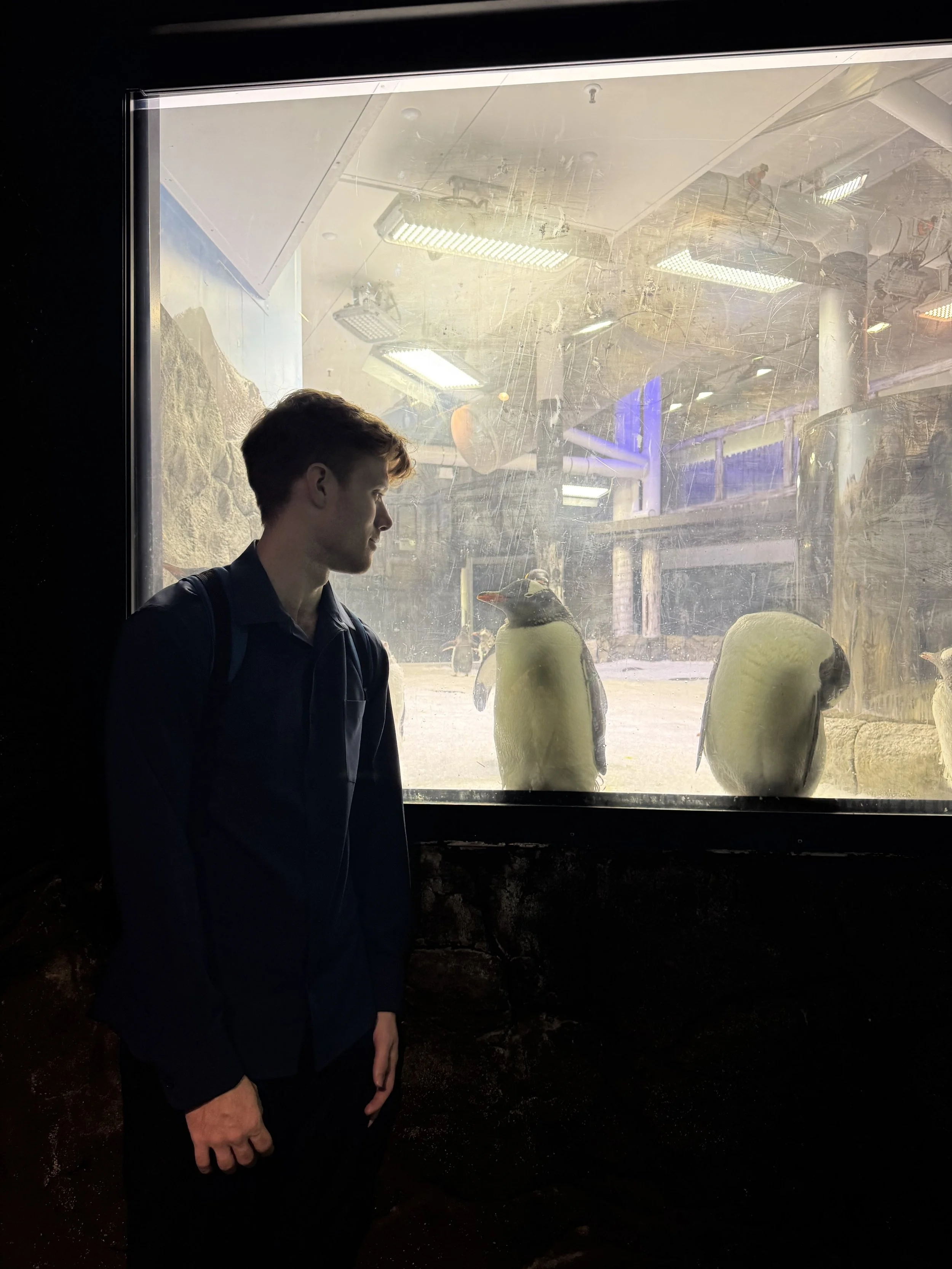 A young man standing inside a zoo, looking at penguins through a glass window.