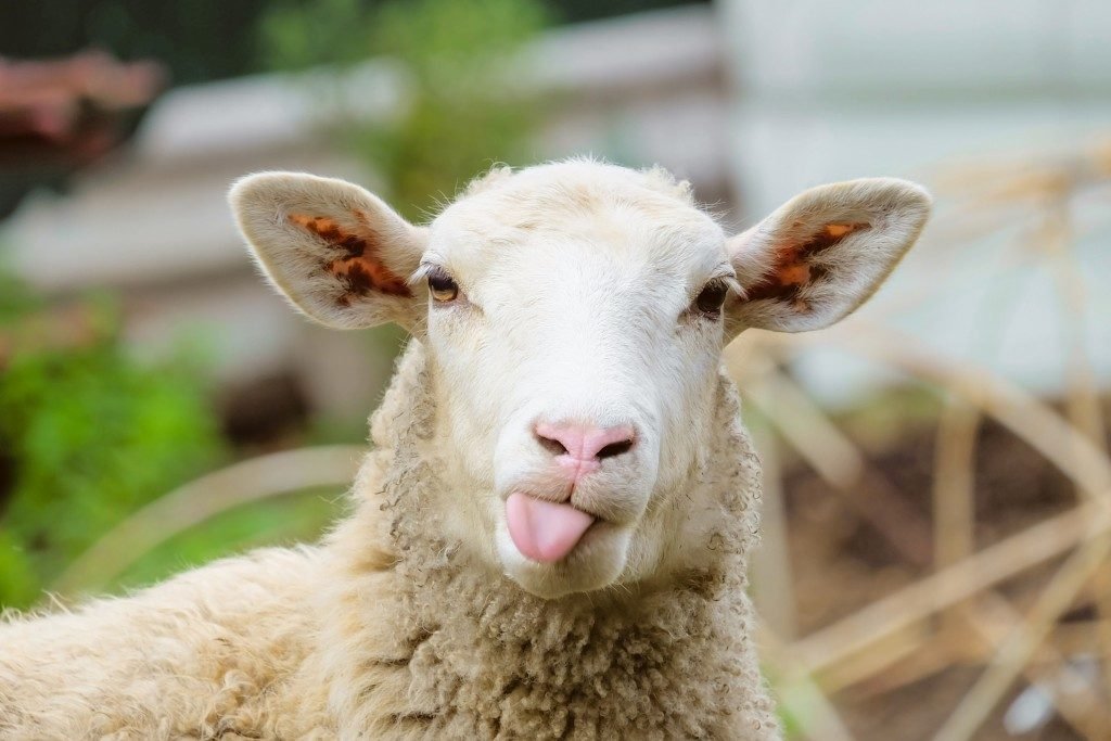 A sheep sticking out its tongue, with a blurred farm background.