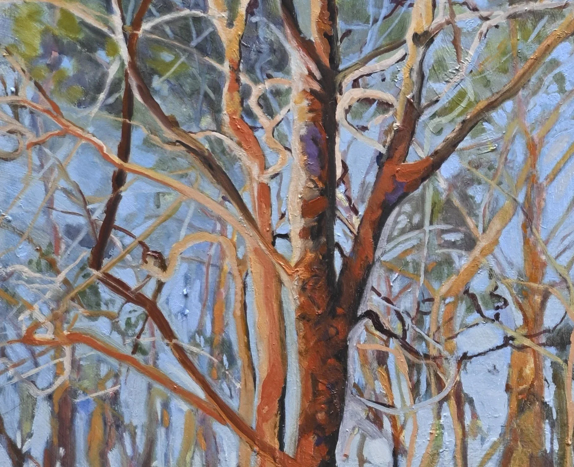 Angophora+Forest+at+Sunset+detail+1.jpg