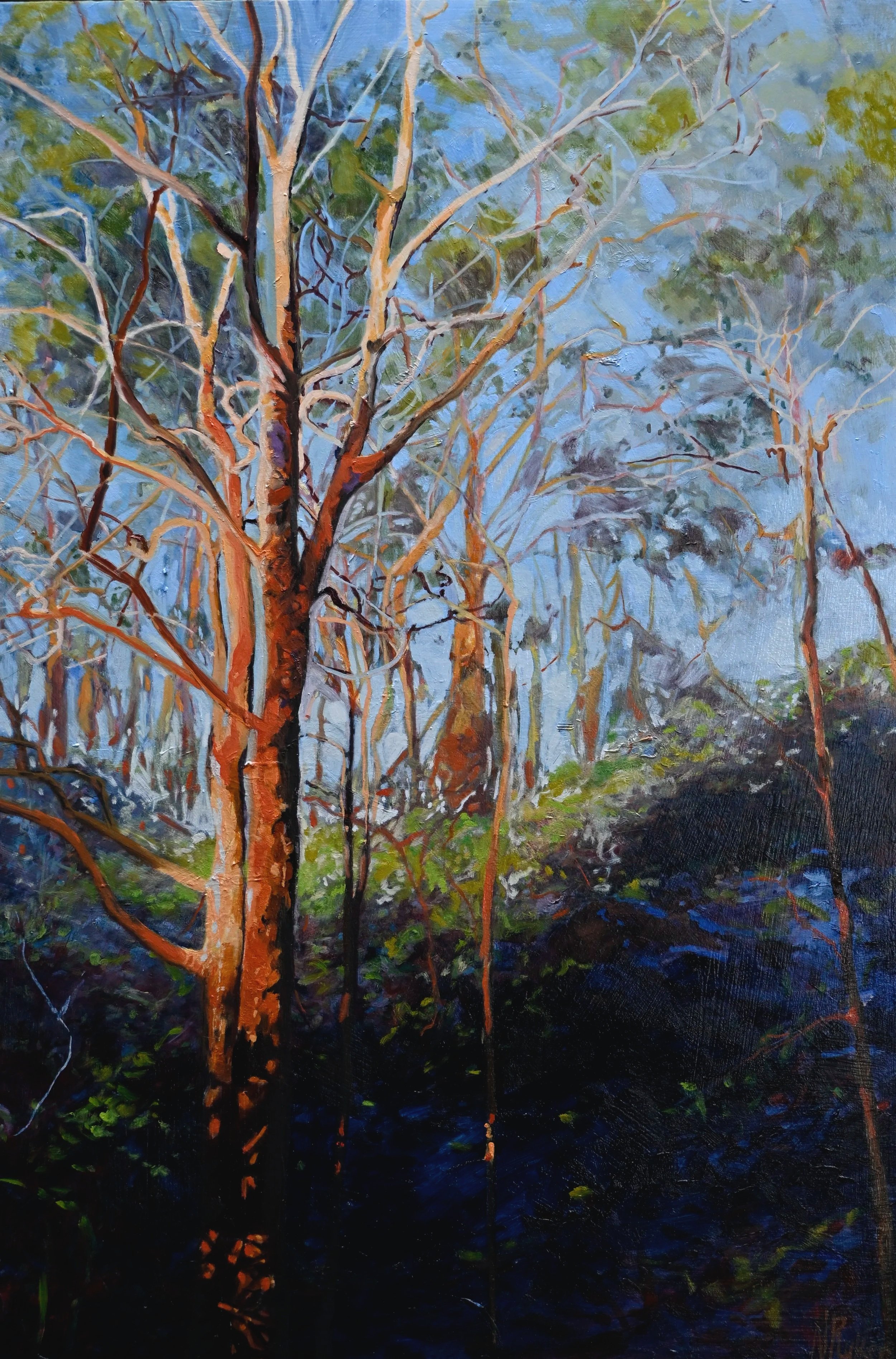 Angophora+Forest+at+Sunset+610x910.jpg