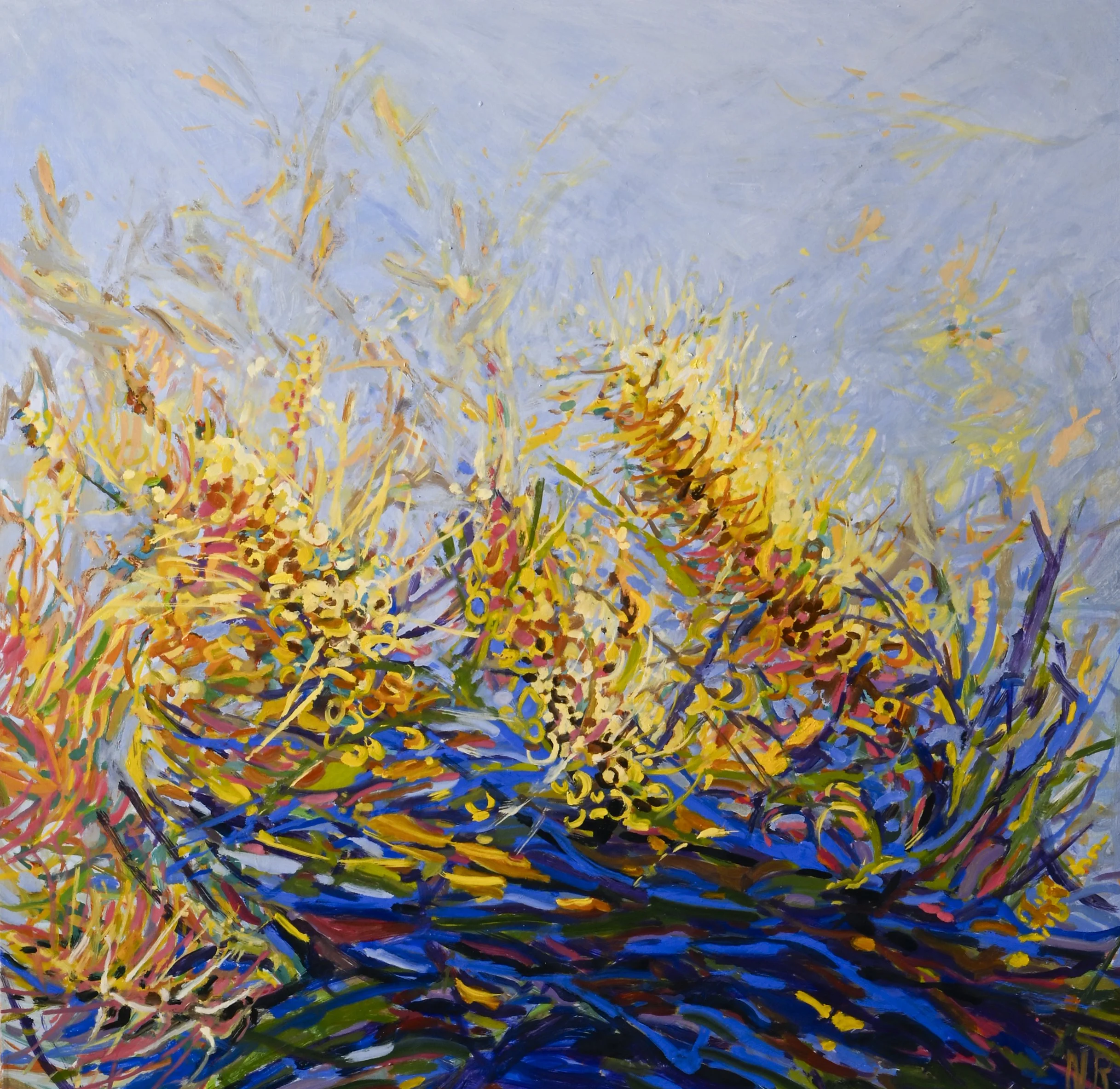 Grevillea Honey Gem 60x60.jpg