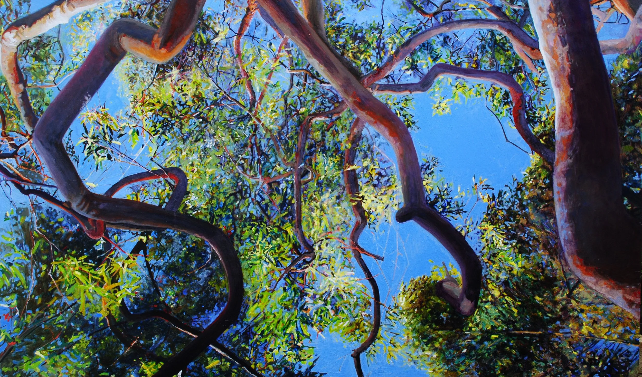 1 UnderTheAngophoraBoughs1205x2050 .JPG