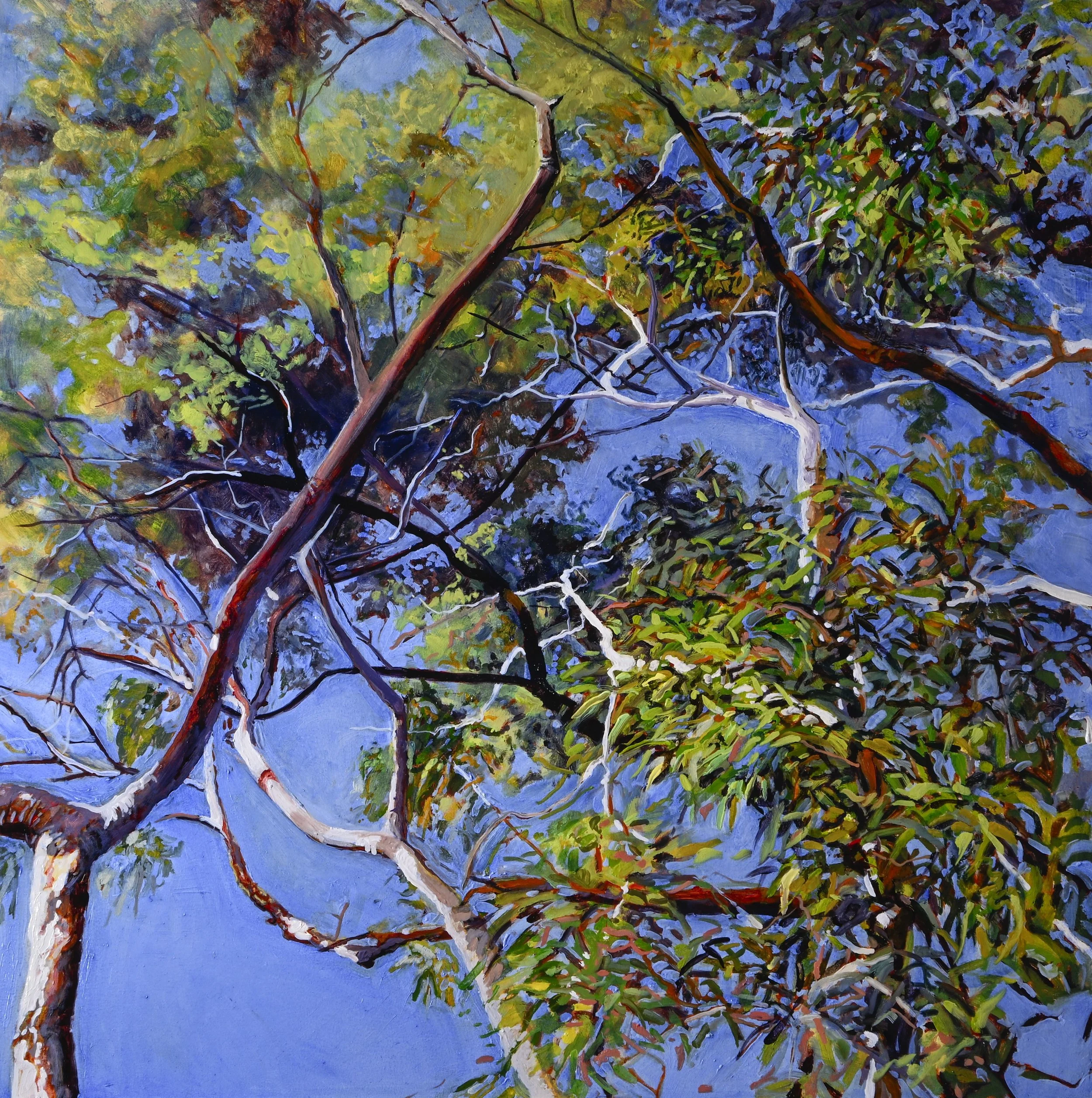 Angophora Dreaming Oil on Board 60x60.jpg