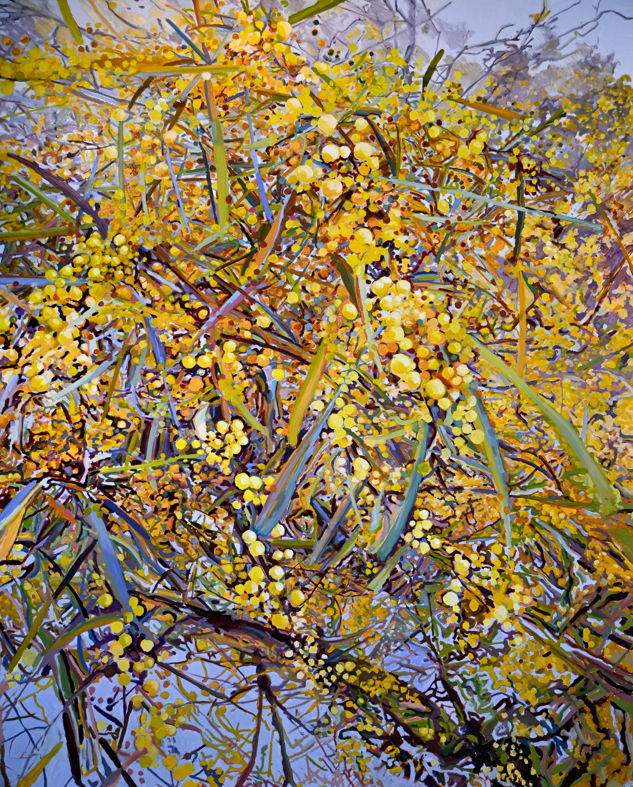 Wattle over the River Oil on Canvas 150x120.jpg