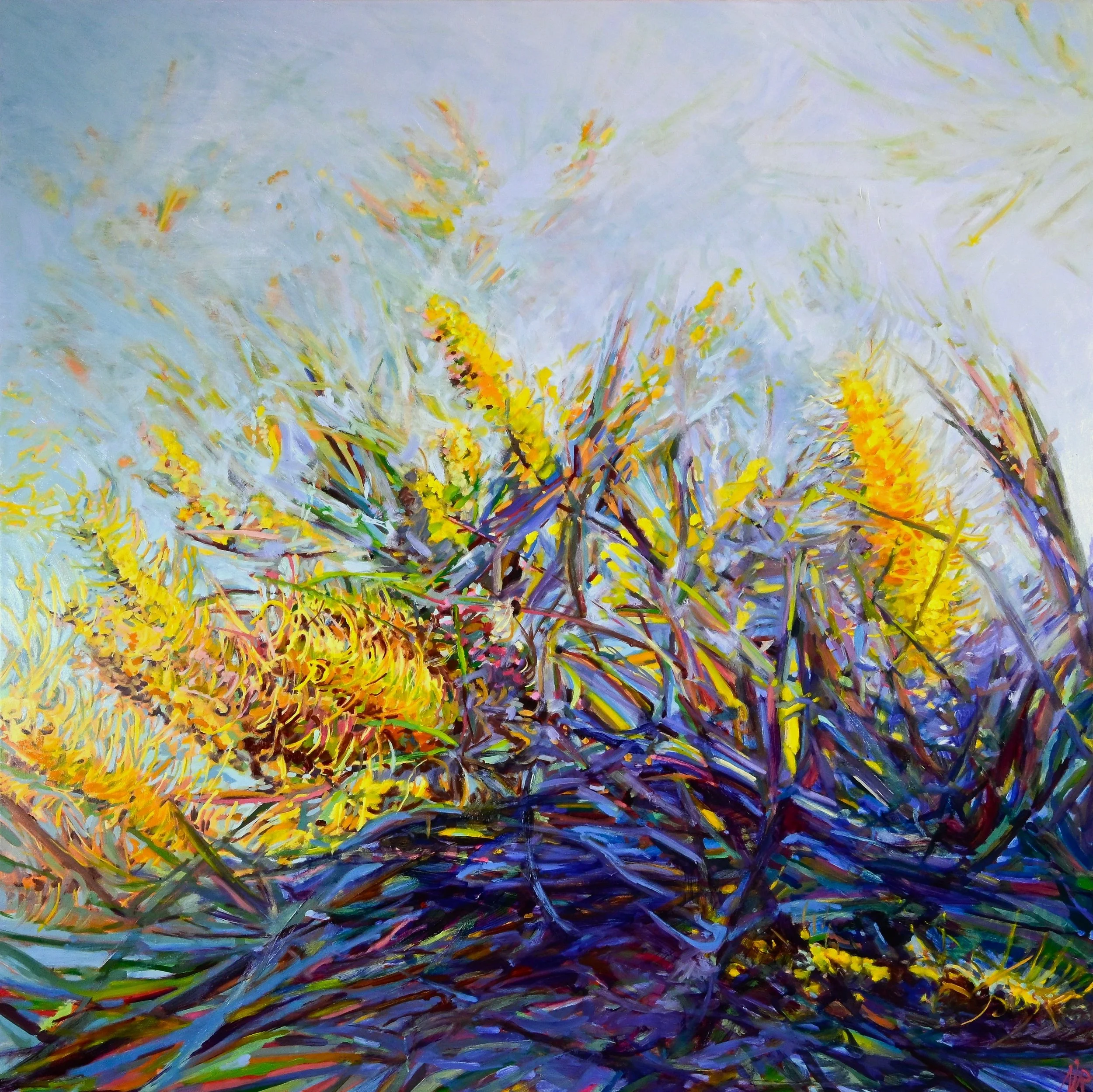 Grevillia Honey Gem on a Windy Day 47.3inx47.3in.jpg