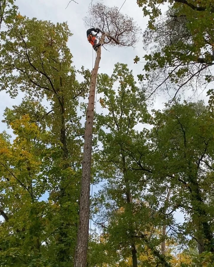 Unser Job in den Wipfeln der Baumkronen😎🤘🏼

#treefelling #pinussylvestris #erlangen #stihlchainsaw #europeantreetechnician #europeantreeworker #freiheitsgef&uuml;hl #jobmitaussicht #ilovemyjob #treelovers #nature #seilklettertechnik #distelsteigei