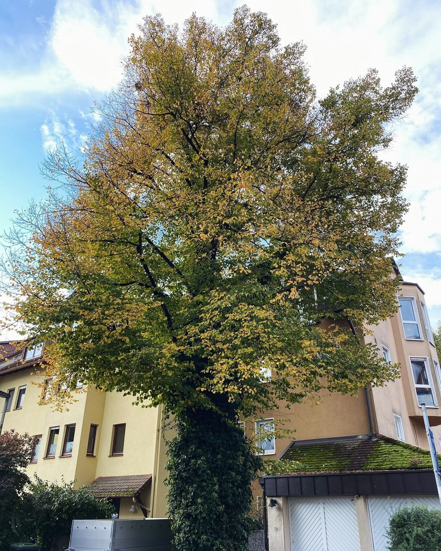 Pflege einer Linde, bisschen Fassade freischneiden, leichte Korrekturen in der Krone und der Efeu wurde komplett entfernt um alle Astanbindungen und alte Astungswunden besser sehen zu k&ouml;nnen🌳🍂

#treecare #n&uuml;rnberg #johannisn&uuml;rnberg #