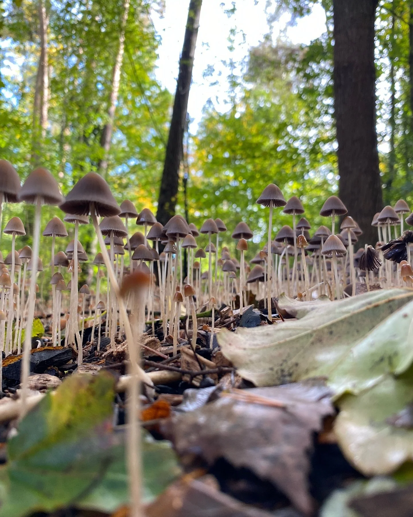 Die wunderbare Welt der Pilze und Mikroorganismen🍄&zwj;🟫

#nature #mushrooms #treestreestrees #baumpfleger #mikroorganismen #mykhorriza #europeantreetechnician #europeantreeworker #ilovemyjob #baumpflegerausleidenschaft