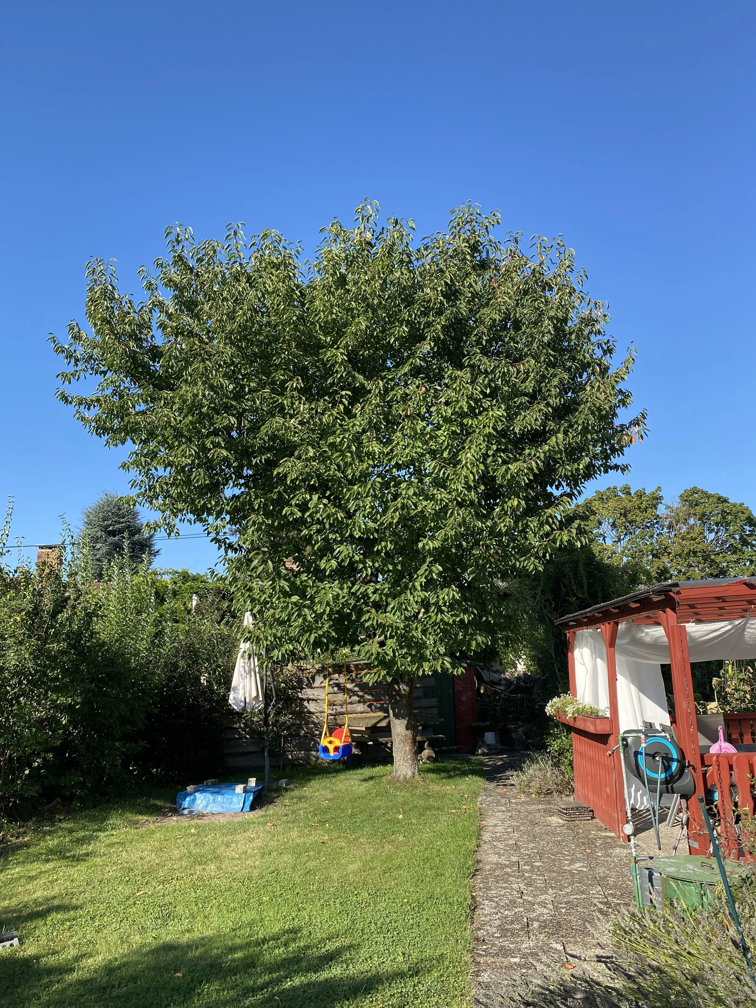 Obstbaumschnitt