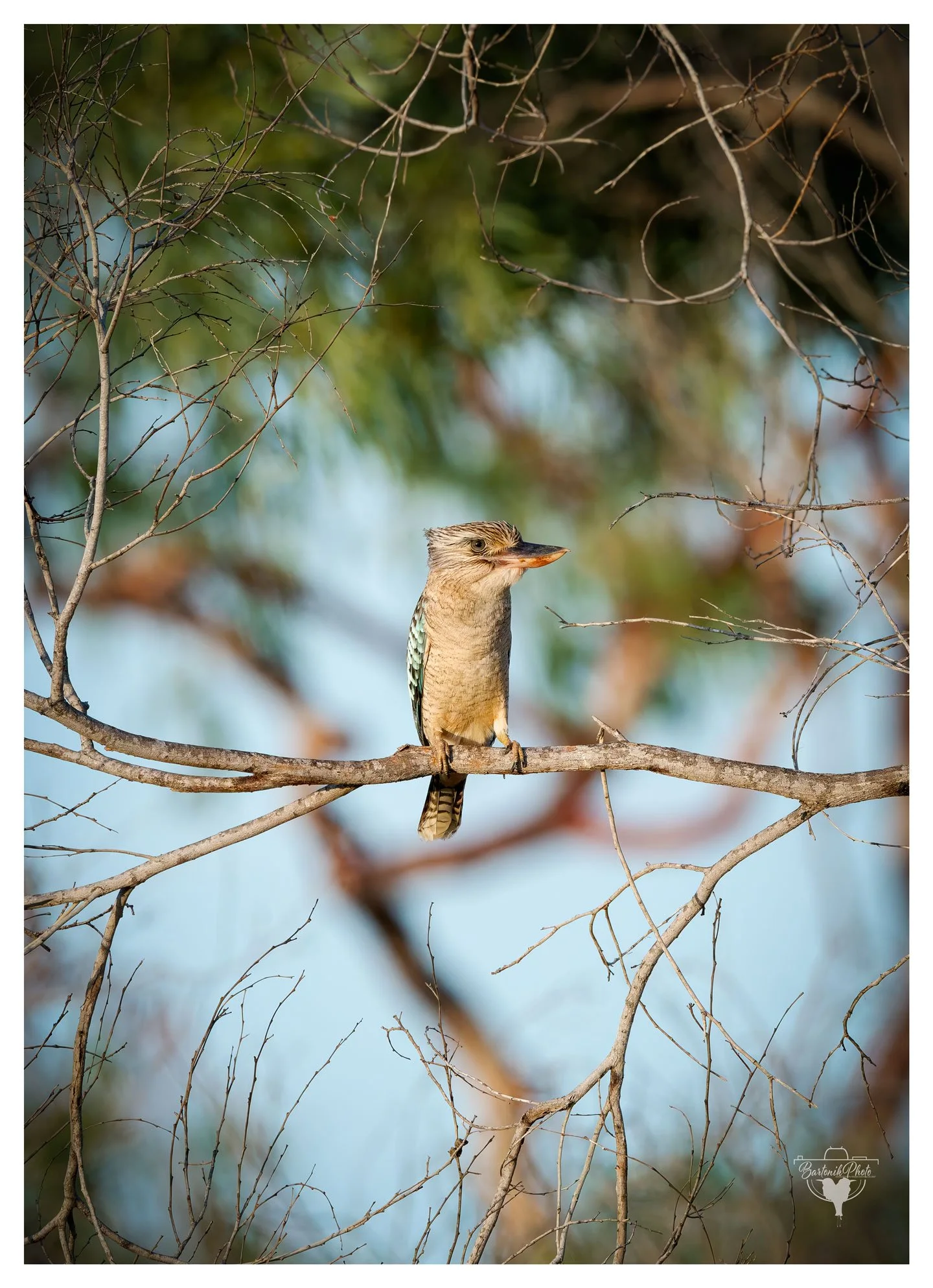 "The Blue-winged Kookaburra (Dacelo leachii) surveying its leafy kingdom in quiet confidence."