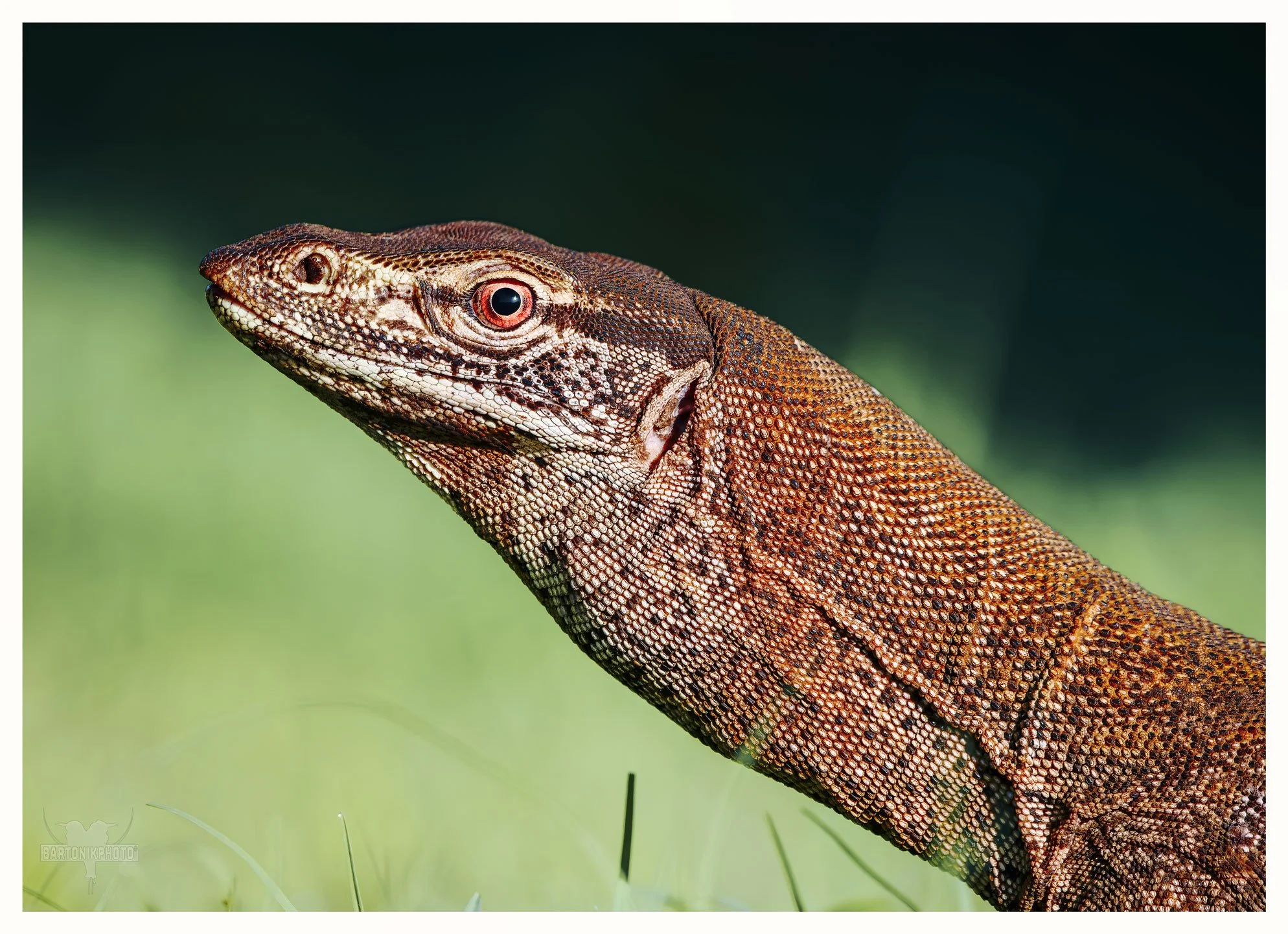 “Trust me, I’ve seen things… mostly tourists with snacks.” Sounds about right in Broome, WA
*Sand Monitor*
Varanus gouldii