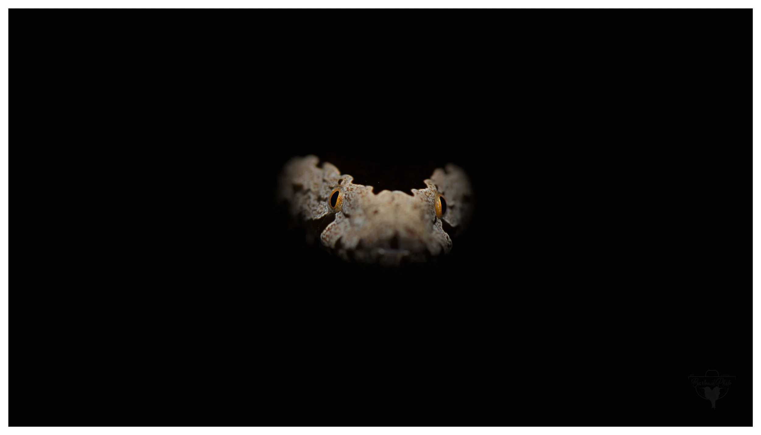“When the darkness stares back… and it has a crown.”
*Golden-crowned Snake*
Cacophis squamulosus