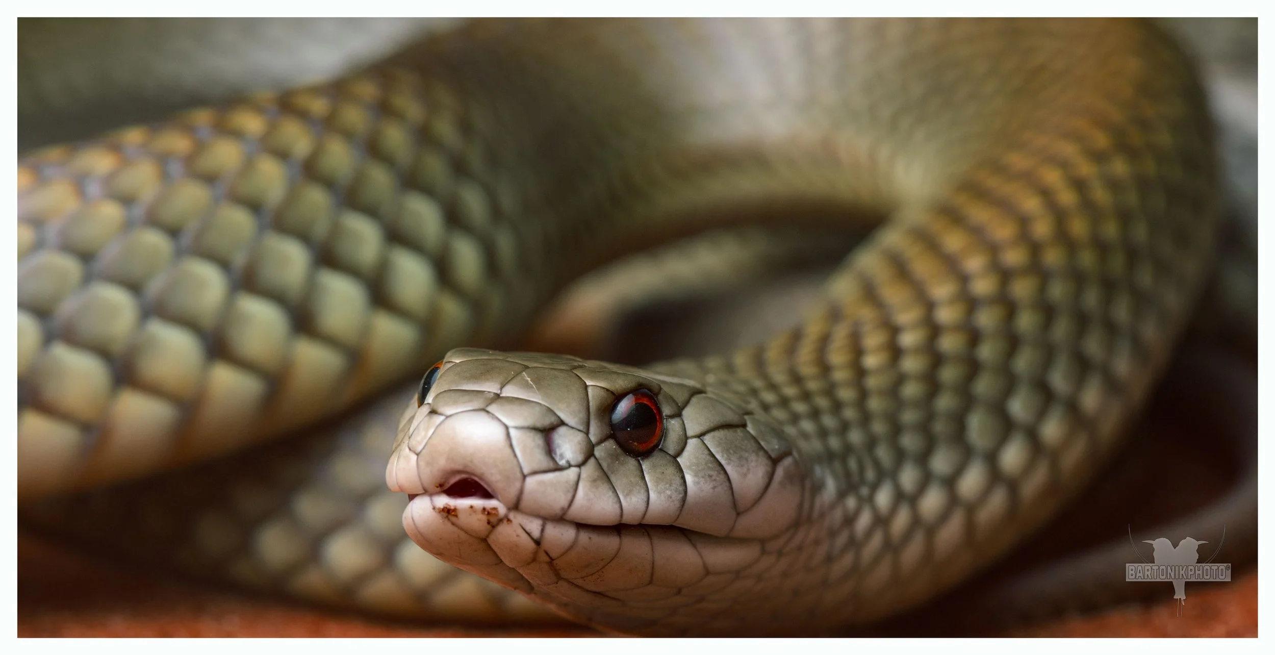 “Emerging at dusk like a shadow with weight — a silent presence beneath the northern stars.”
*King Brown Snake (Mulga Snake)*
Pseudechis australis