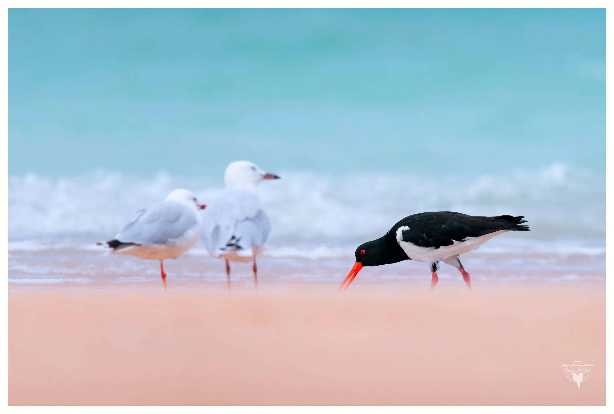 "When everyone else is gossiping and you're just trying to find lunch. No time for seagull drama."
Main character:
*Pied Oystercatcher*
Haematopus longirostris