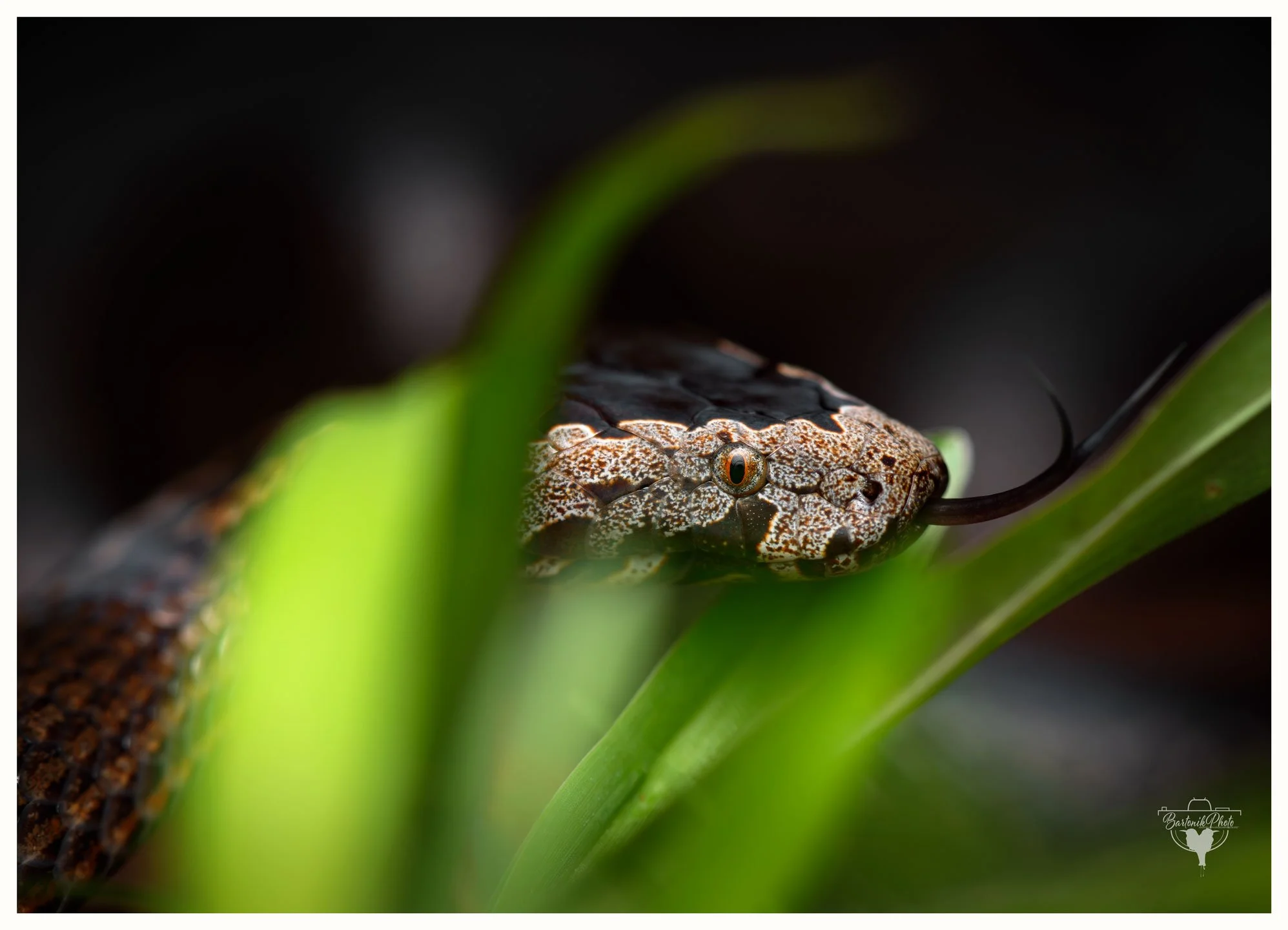 “Between the blades and the silence, crowned in gold and watching."
*Golden-crowned Snake*
Cacophis squamulosus