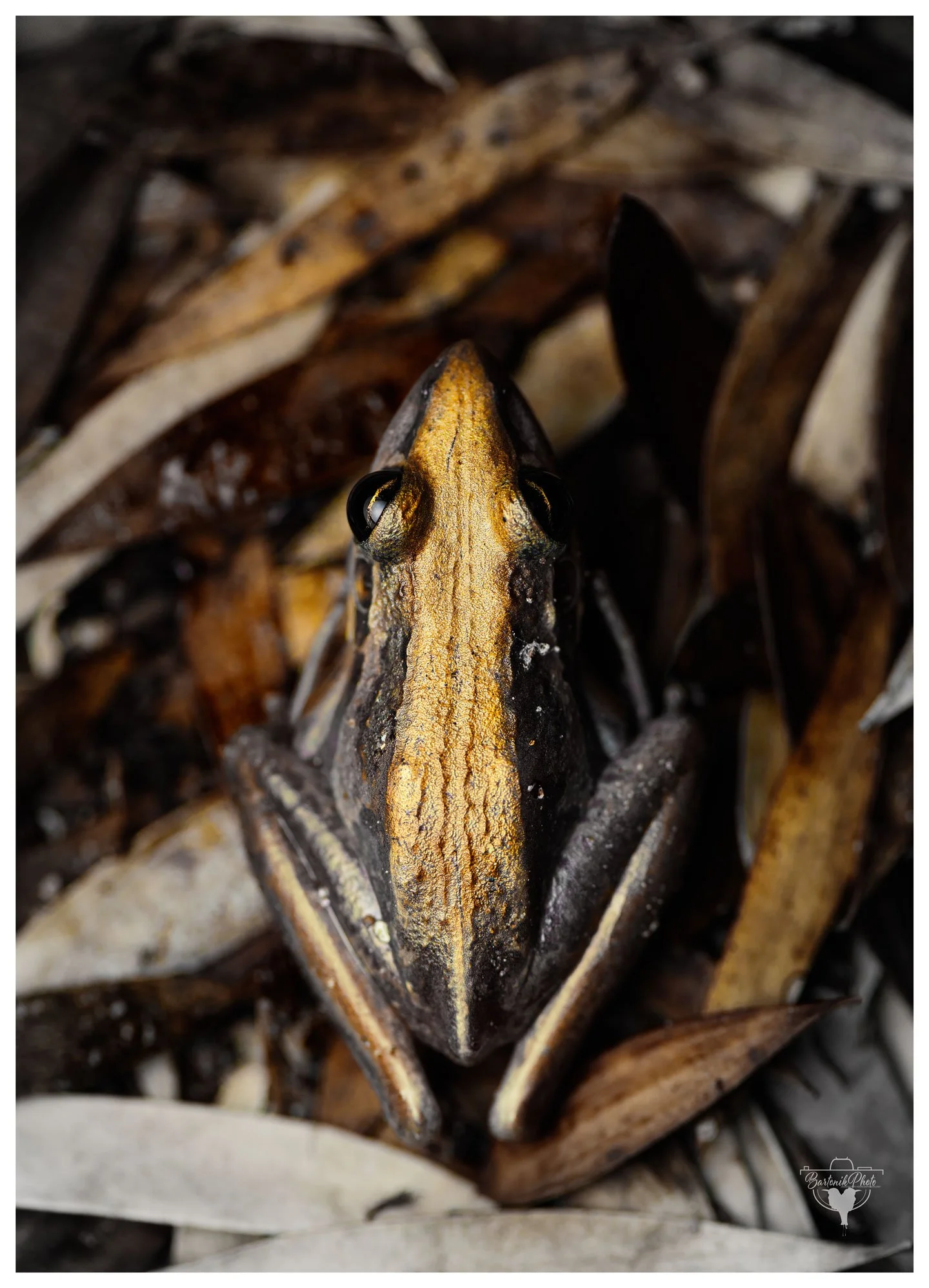 Top-down portrait of a rocket frog, likely the Northern Rocket Frog (Litoria nasuta) — a streamlined amphibian with that distinctive pointed snout and built-in racing stripes down its back.
"Nature’s tiny missile on standby."