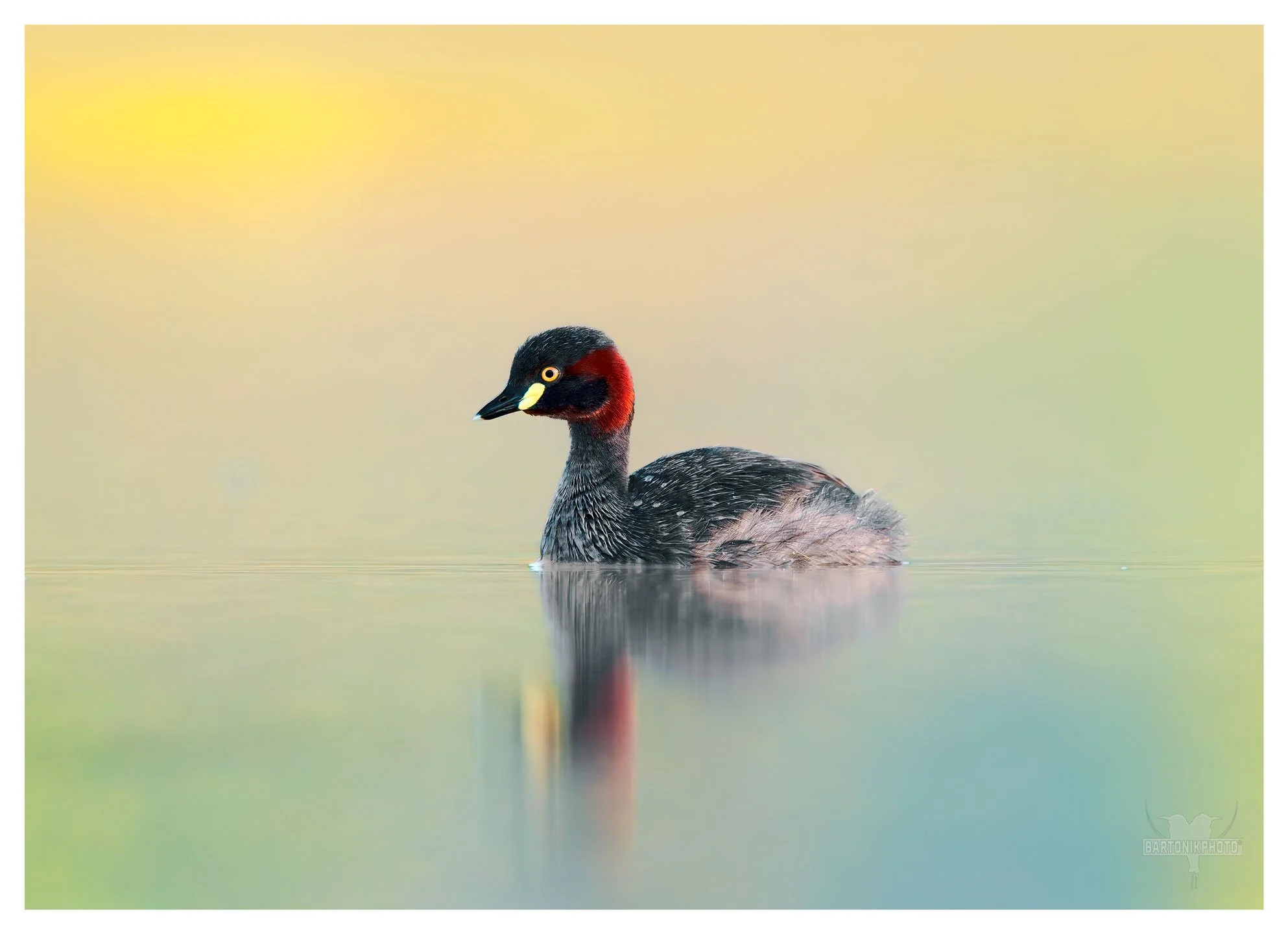 Half bird, half brushstroke — drifting through a pastel morning.”
*Australasian Grebe*
Tachybaptus novaehollandiae