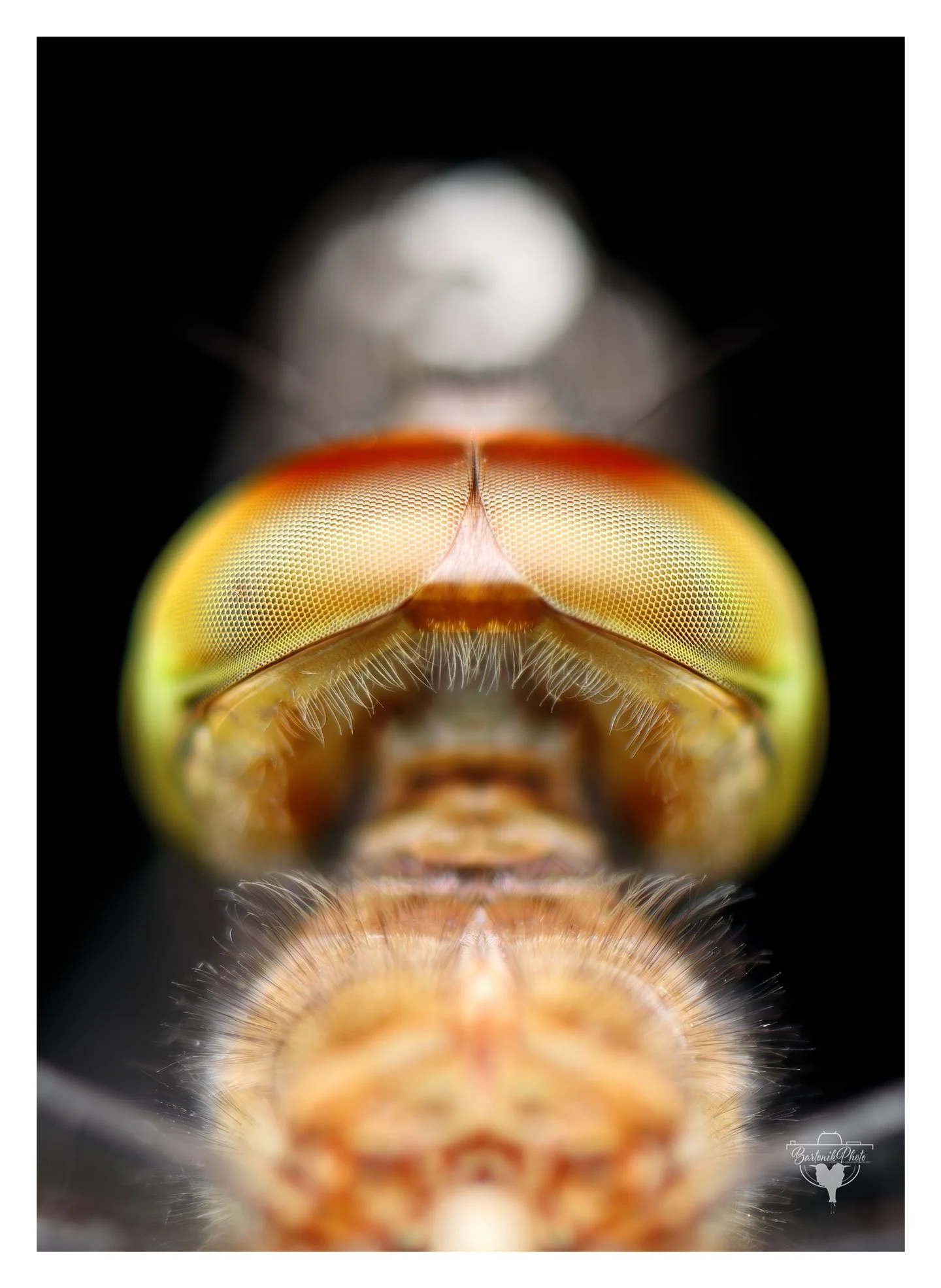 “What looks like abstract art is actually one of evolution’s finest designs — a panoramic, multi-lens vision system used for aerial precision.”
*Dragonfly*