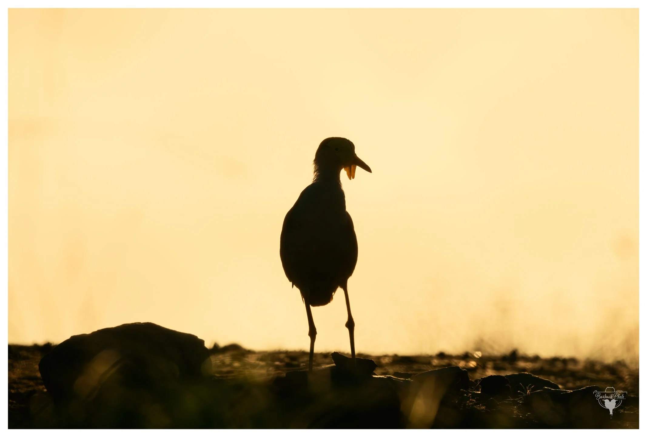 “Oi mate, you lookin’? ‘Cause I’ve been up since dawn and I will swoop.”
*Masked Lapwing*
Vanellus miles