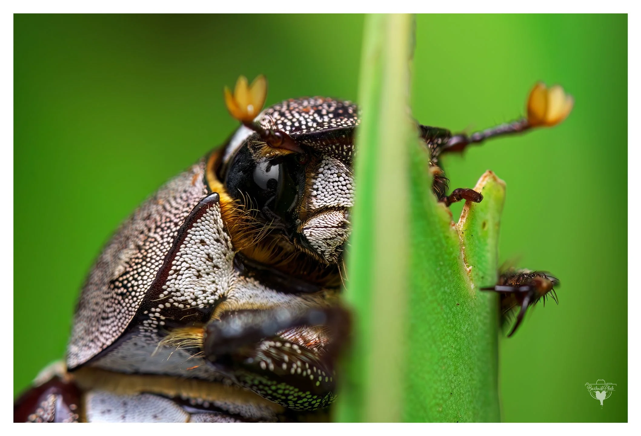 “Not now, mate, I’m on me leaf.”