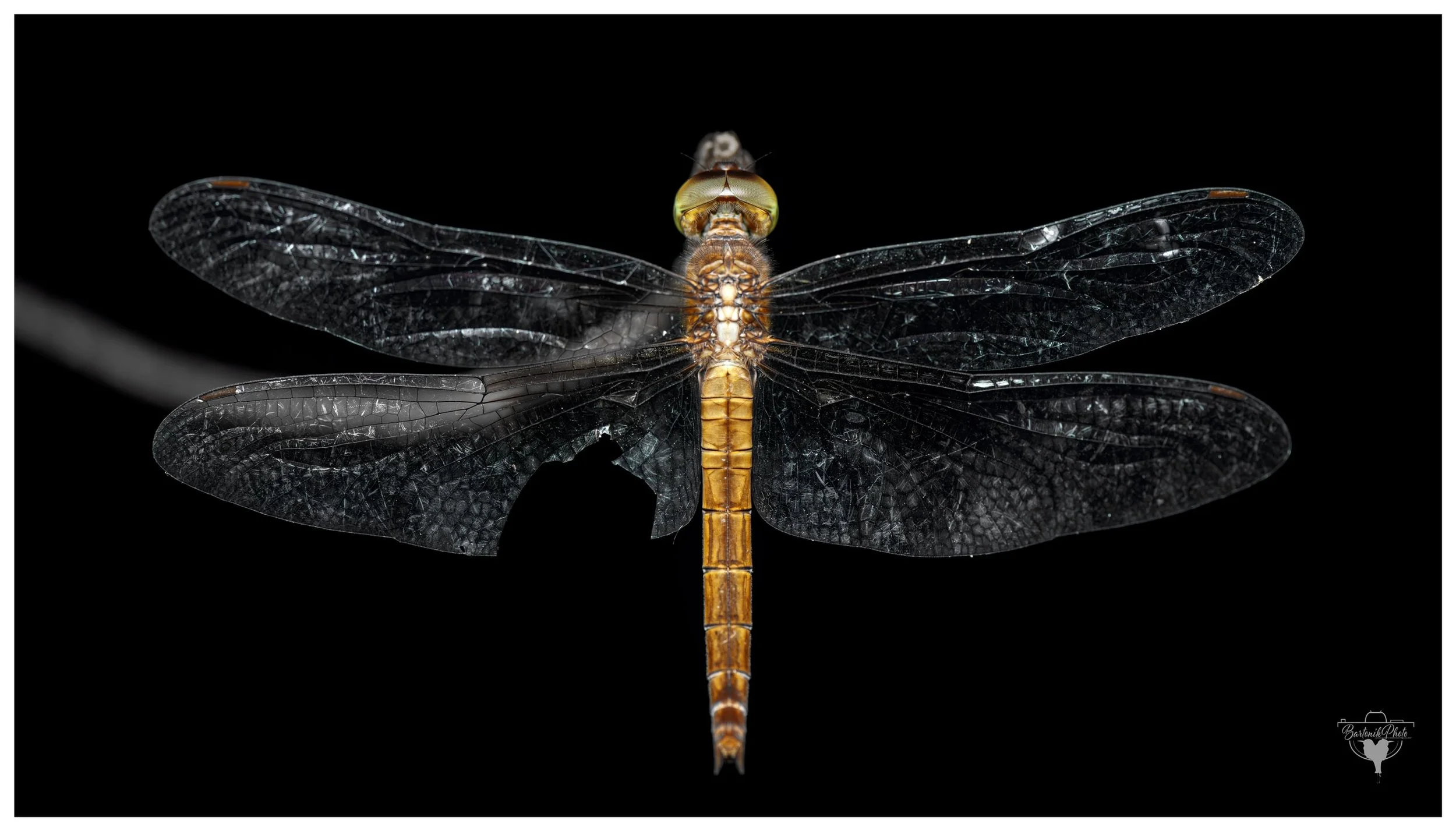 Dragonfly (Family: Libellulidae — possibly Orthetrum or Hemicordulia genus)
Common in Australia, and known for their agile flight and complex wing venation.