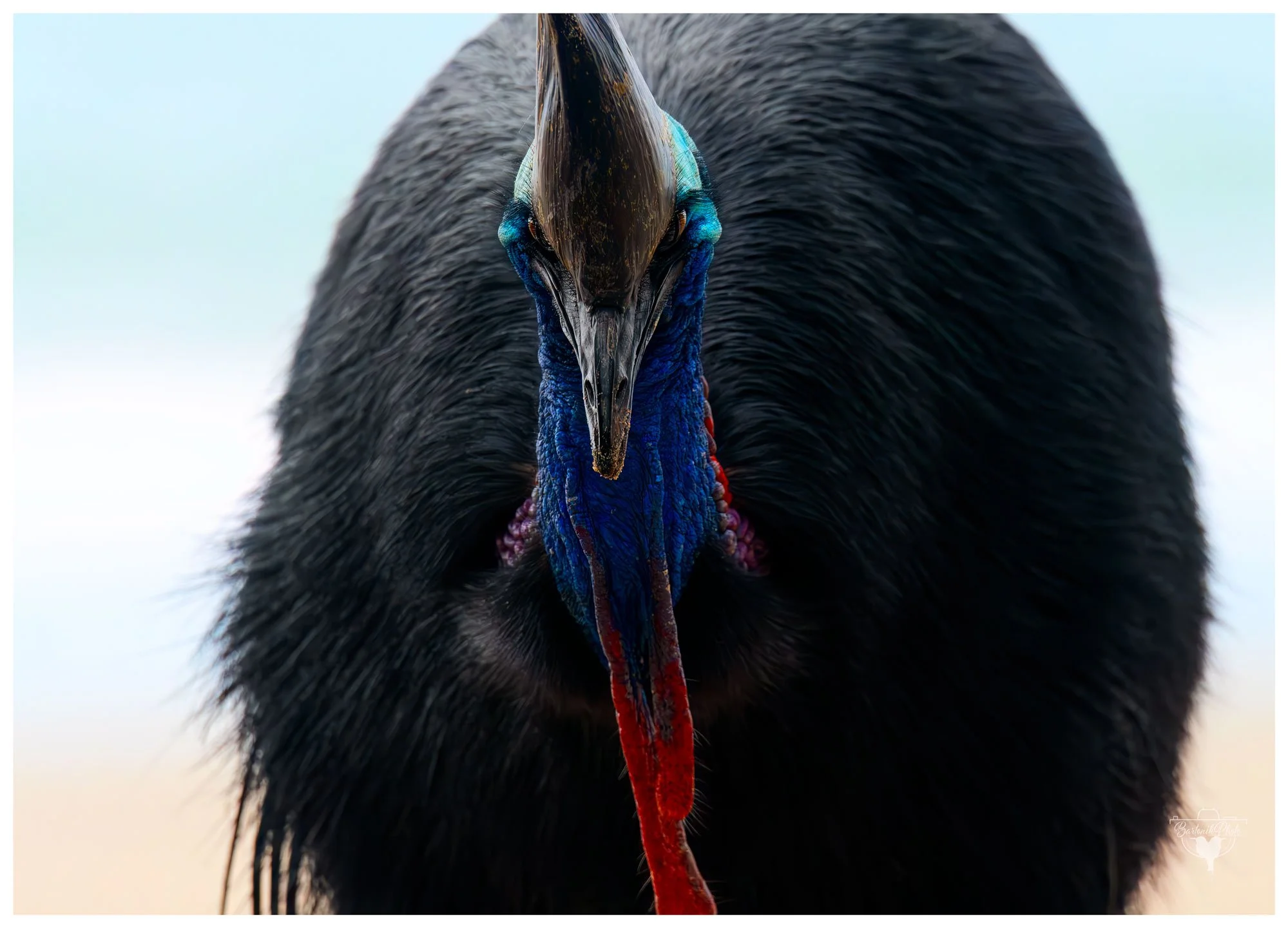 “When you’re part bird, part dinosaur, and fully dressed to impress.”
*Southern Cassowary*
Casuarius casuarius