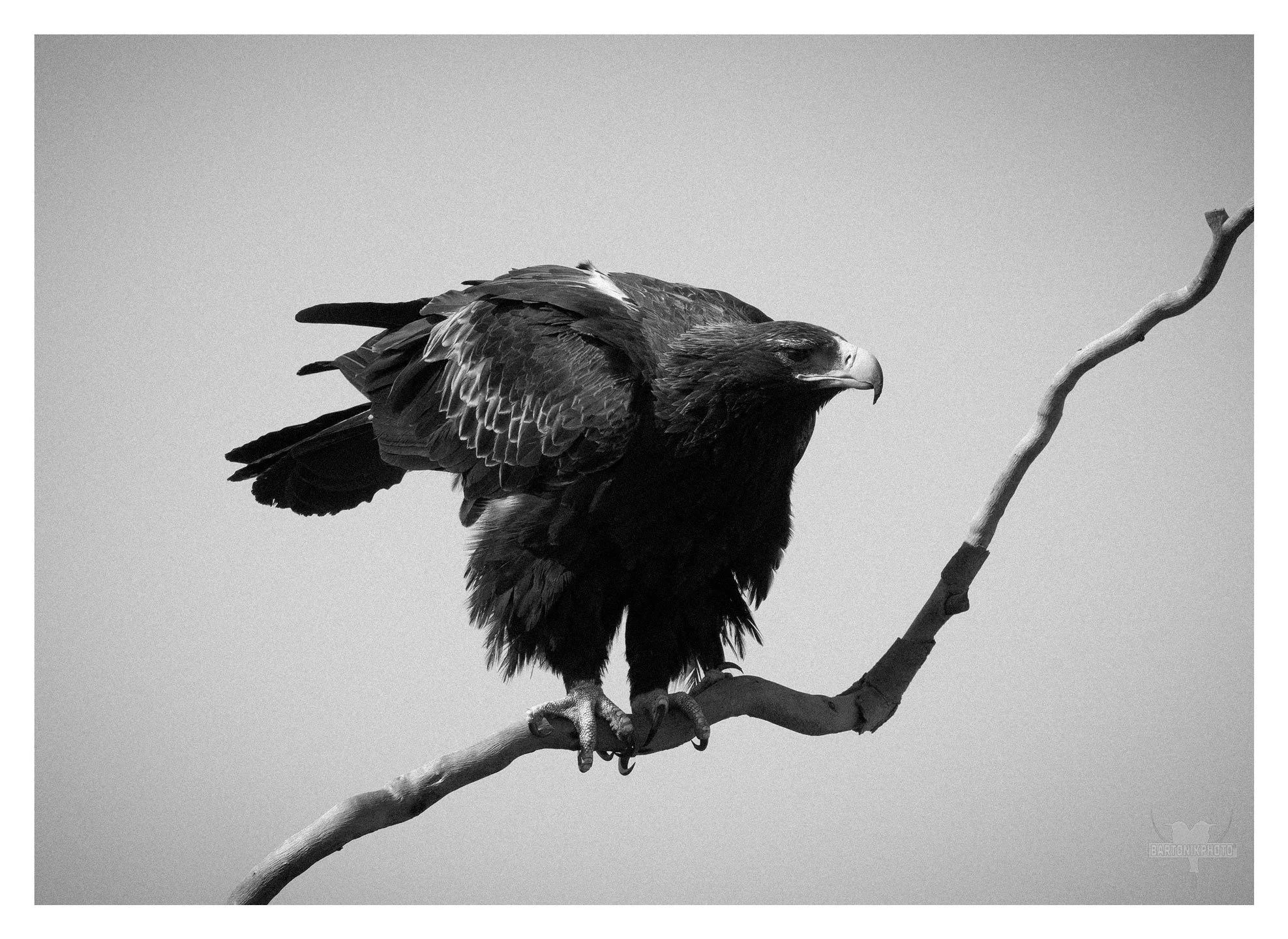 "Wedge-tailed Eagle (Aquila audax) perched like a sentinel of the skies, Australia’s largest bird of prey surveys its vast domain — ancient, watchful, and untamed. Also this is the "just did a poo" pose"