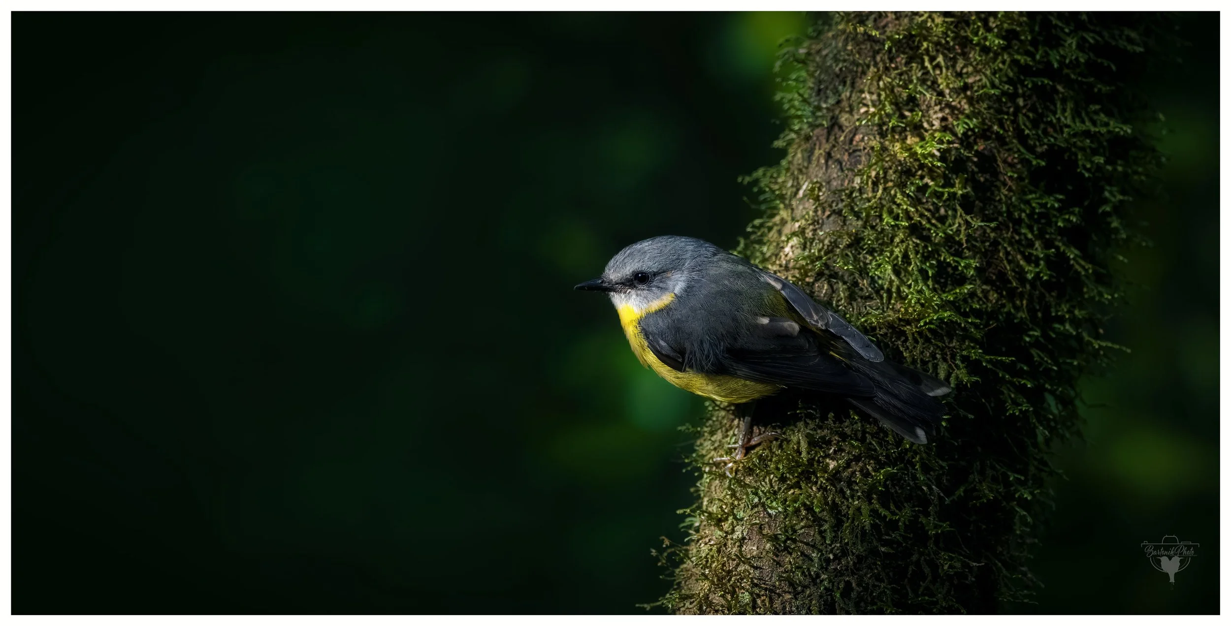 “Perched in quiet grace, a fleeting moment of color in the hush of the forest.”
*Eastern Yellow Robin*
Eopsaltria australis