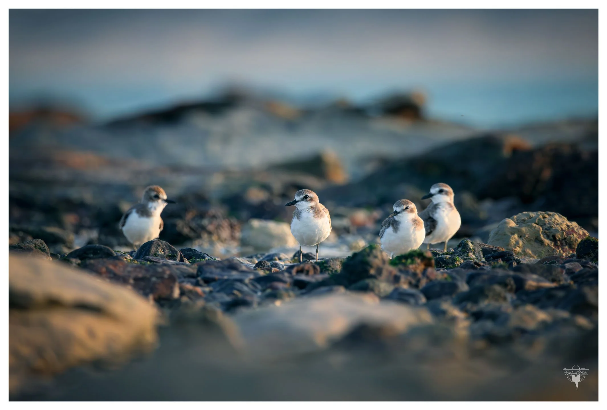 “Fresh off the flyway and taking five — migration isn’t a sprint.”
*Siberian Sand Plover*
Anarhynchus mongolus