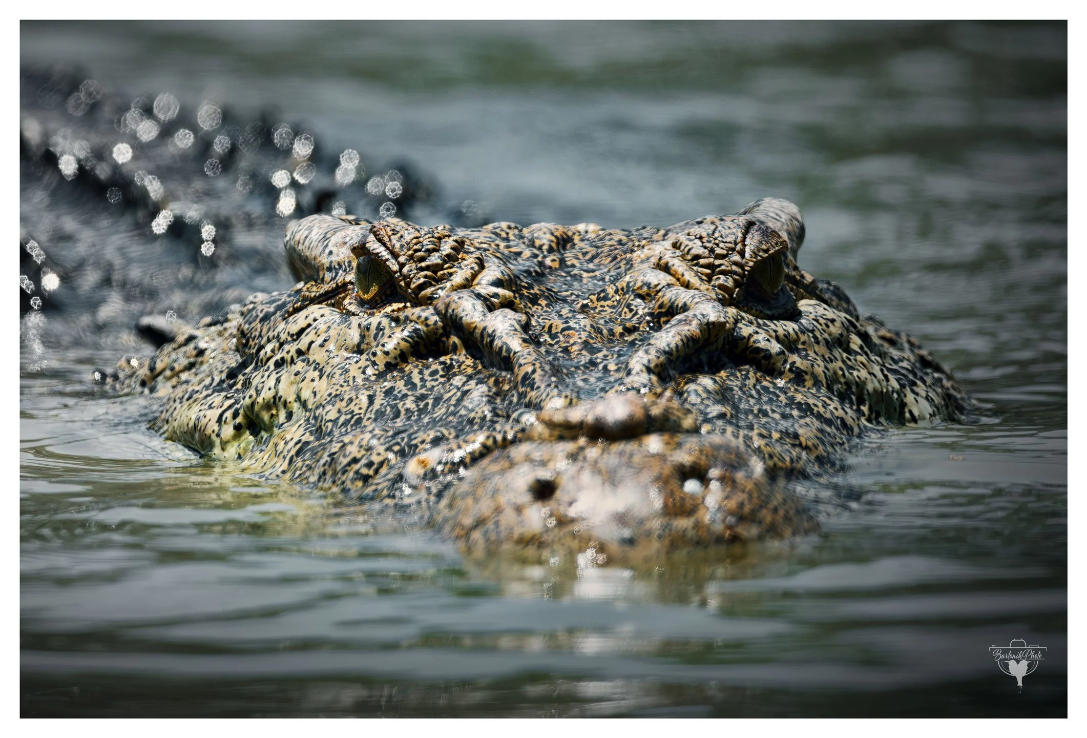 “When the water stares back.”
*Saltwater Crocodile*
Crocodylus porosus