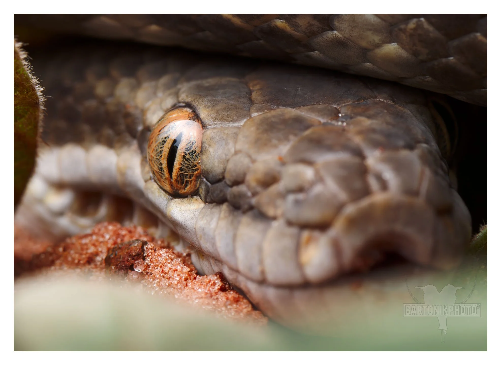 "The silent watcher in the red dust.”
*Children’s/Stimson's Python*
Antaresia childreni/stimsoni