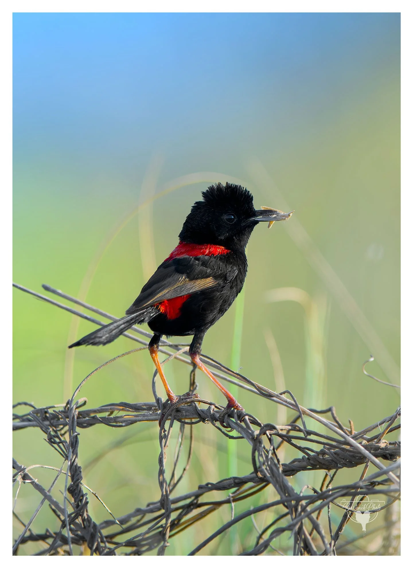 This striking little beauty is a Red-backed Fairywren (Malurus melanocephalus), decked out in his full breeding plumage and proudly flashing his insect catch.