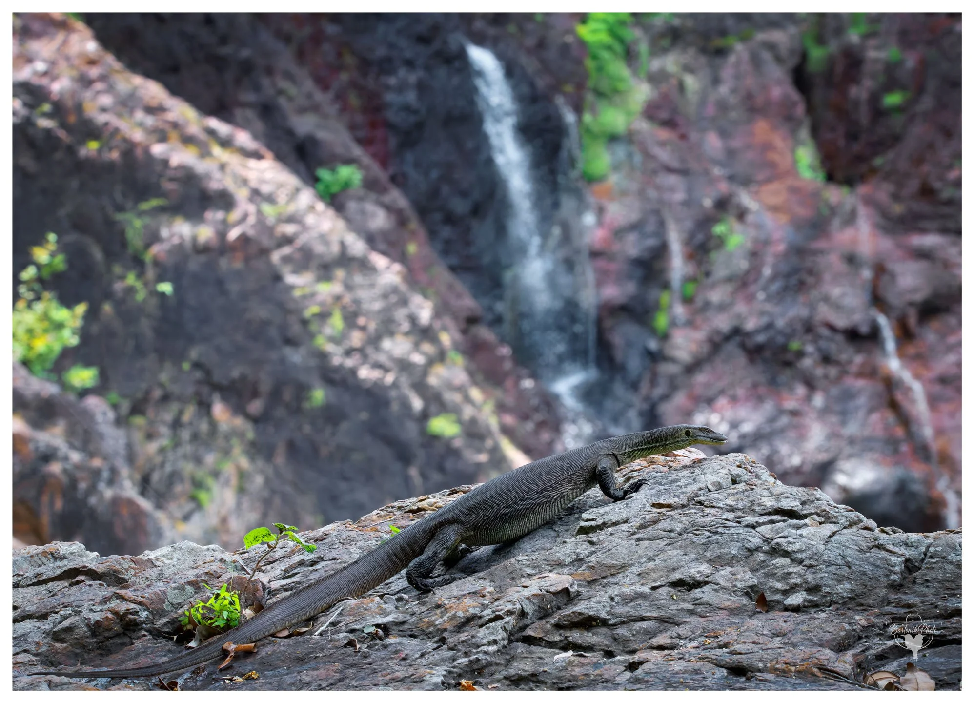 "When you're built like a dinosaur but still make time for waterfall views."
*Merten’s Water Monitor*
Varanus mertensi