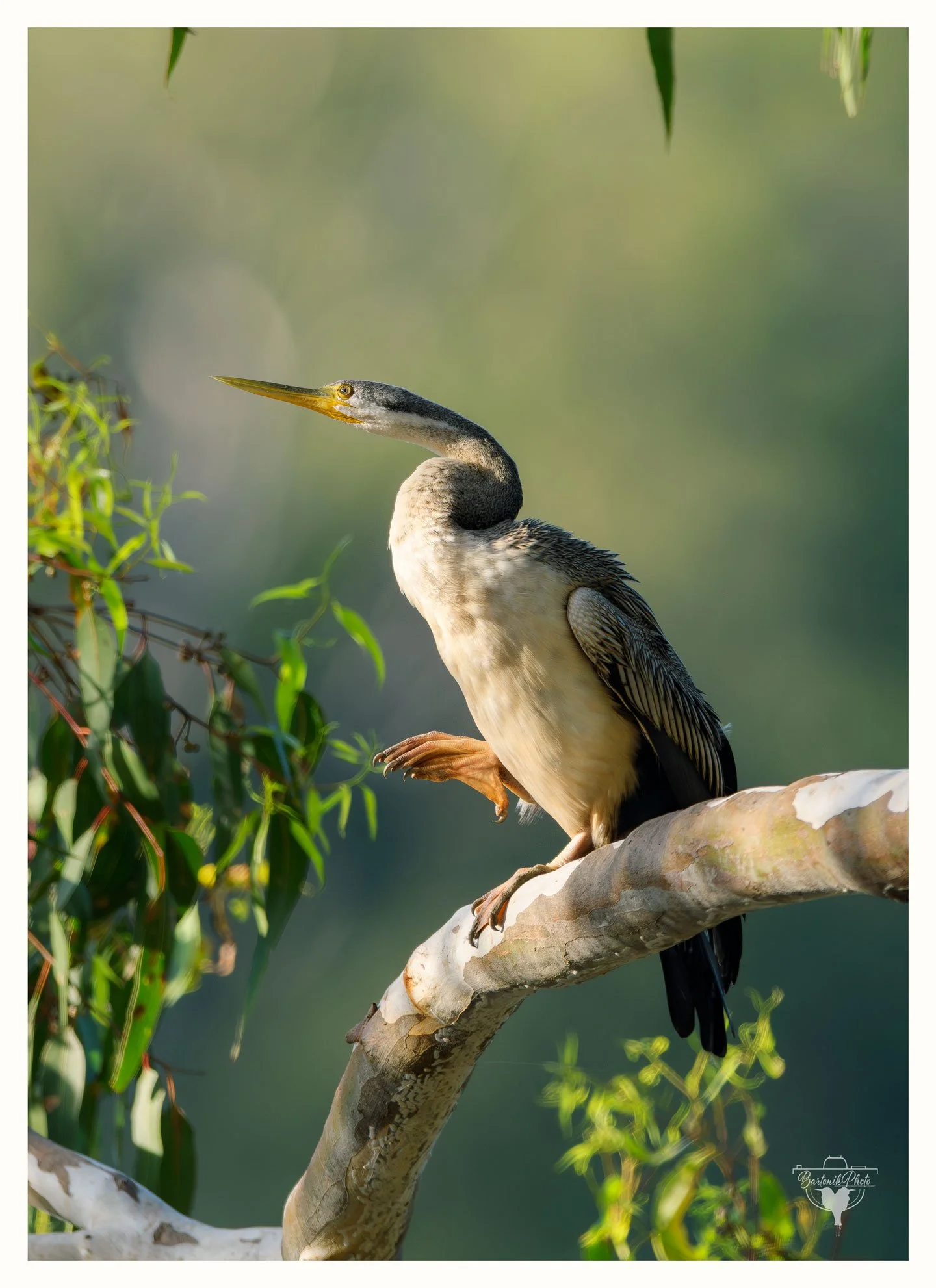 “Just a friendly wave from the tree-top yoga class. Namast’ay dry out here.”
*Australasian Darter*
Anhinga novaehollandiae