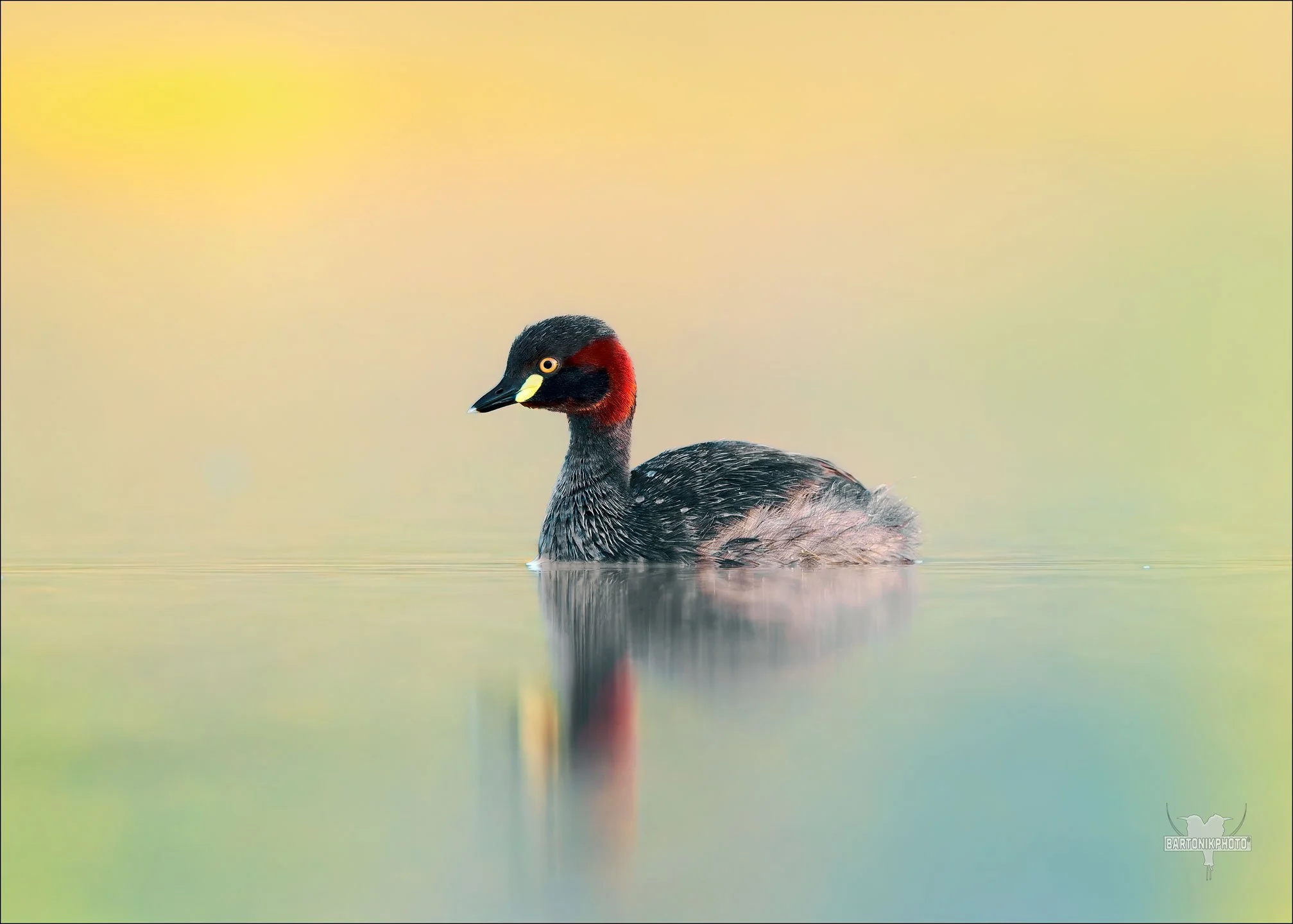 Birdlife